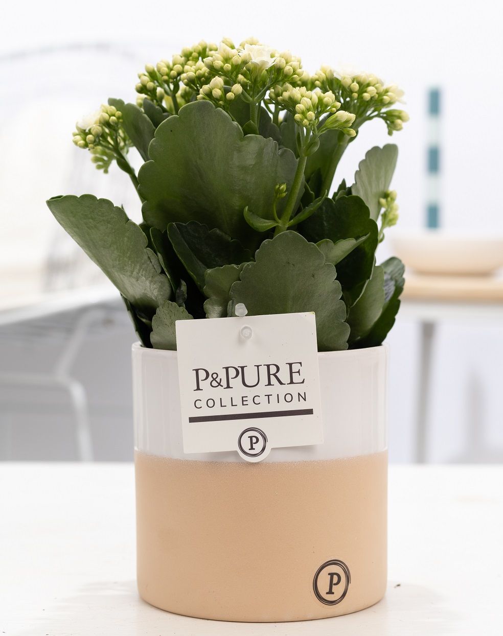Kalanchoe white in P&PURE Rosy ceramics, D 12