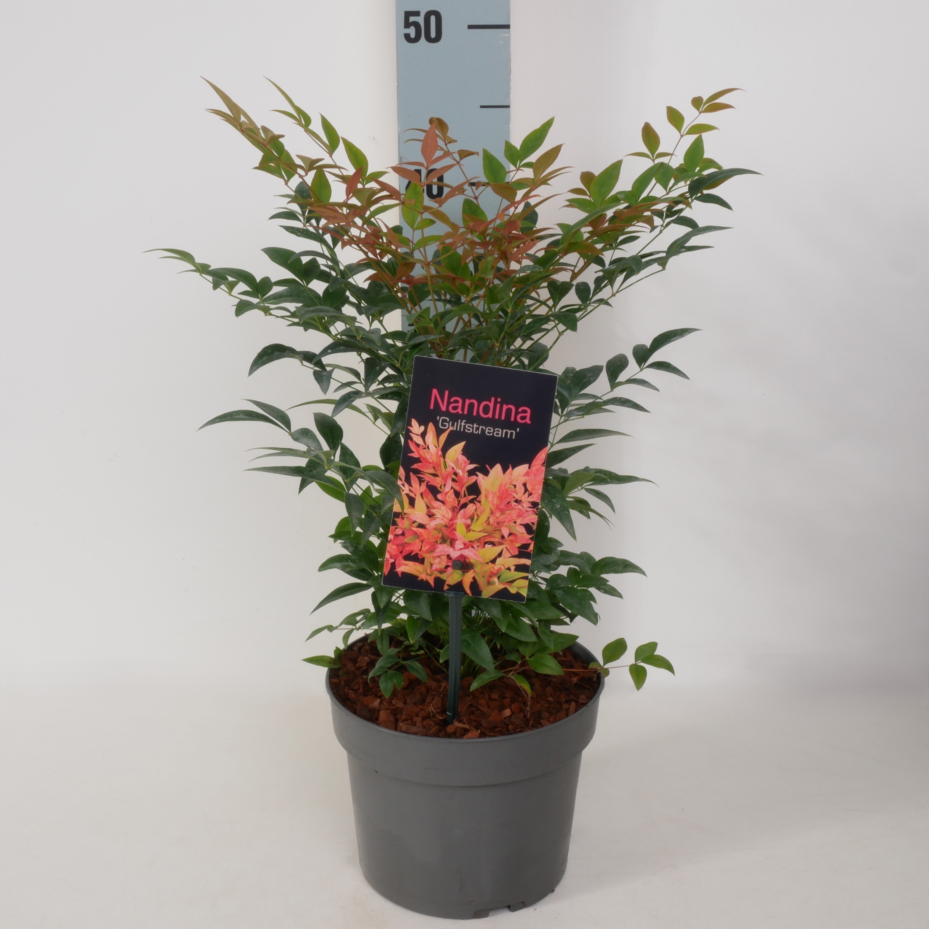 Nandina domestica 'Gulfstream' P17, D 17