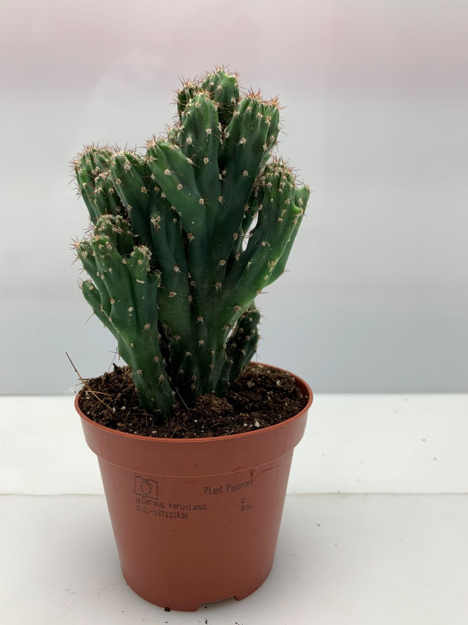 710 Cereus Peruveanus Monstruosus 8,5 cm, D 8,5