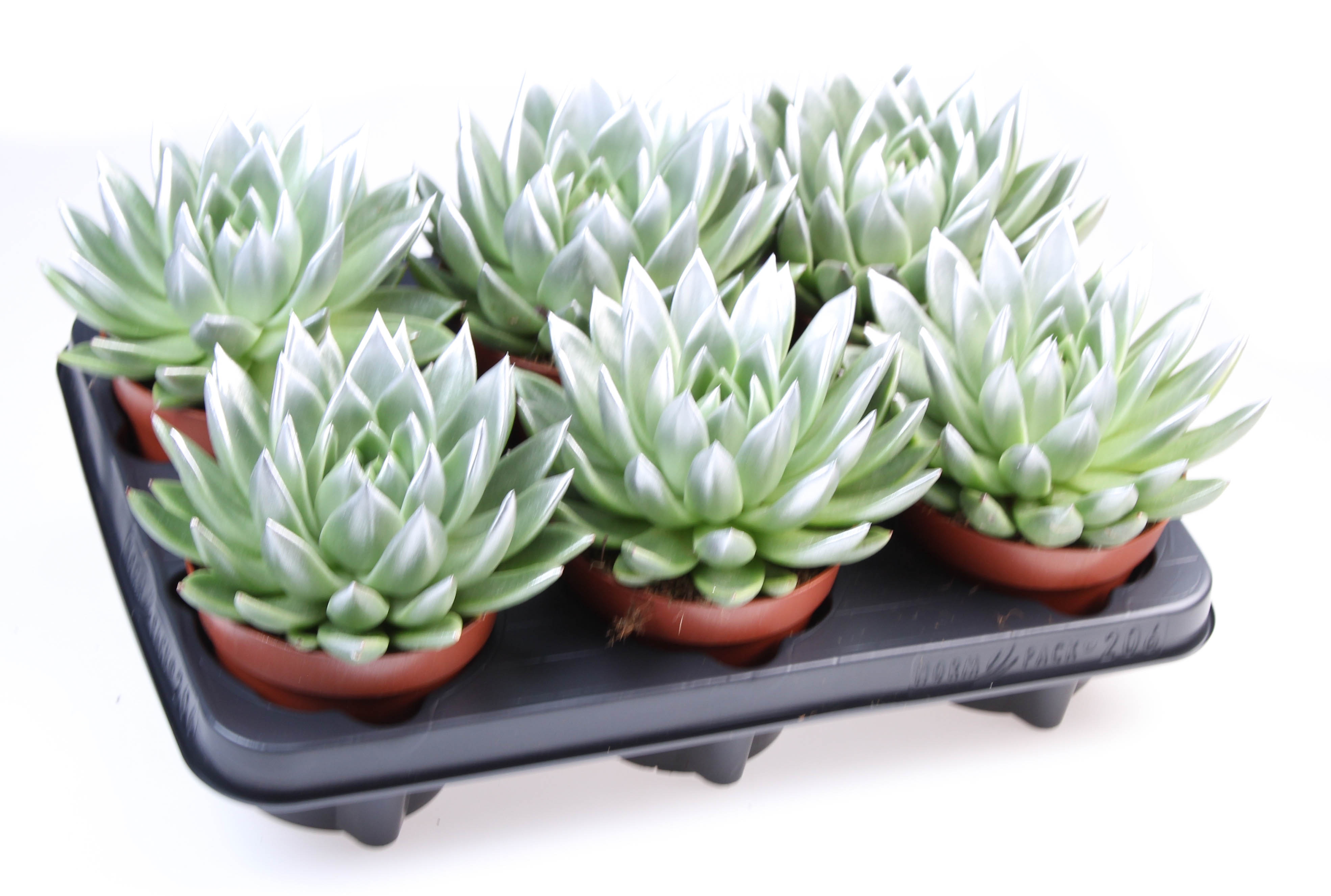 Miranda silver tips, D 12