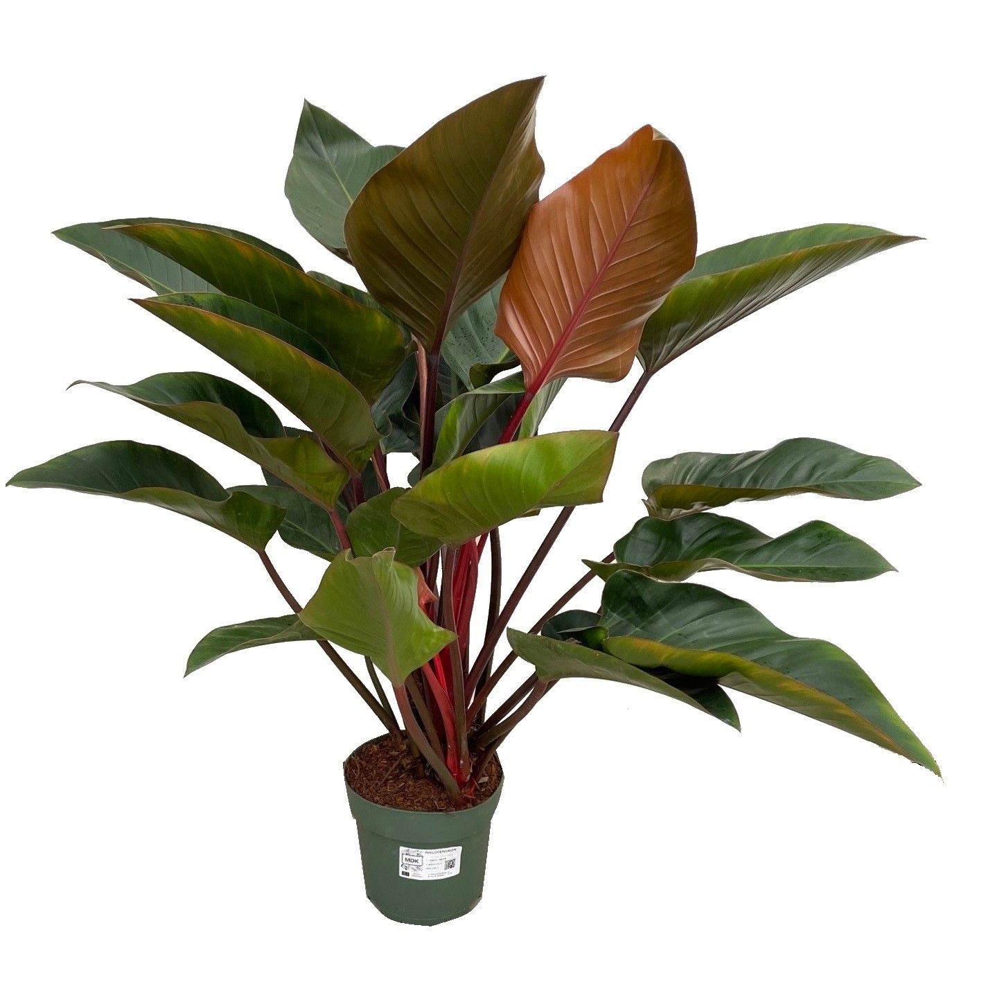 Philodendron Red Beauty, D 27