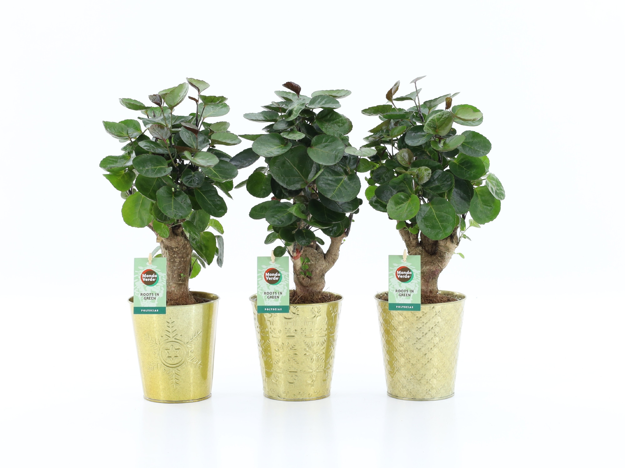 Polyscias Fabian in Golden Christmas, D 13