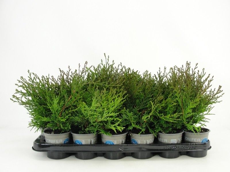 Chamaecyparis obtusa 'Pygmaea', D 9