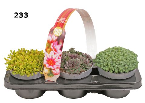 Rotsplanten 12 cm 3-PACK afname per laag, D 12