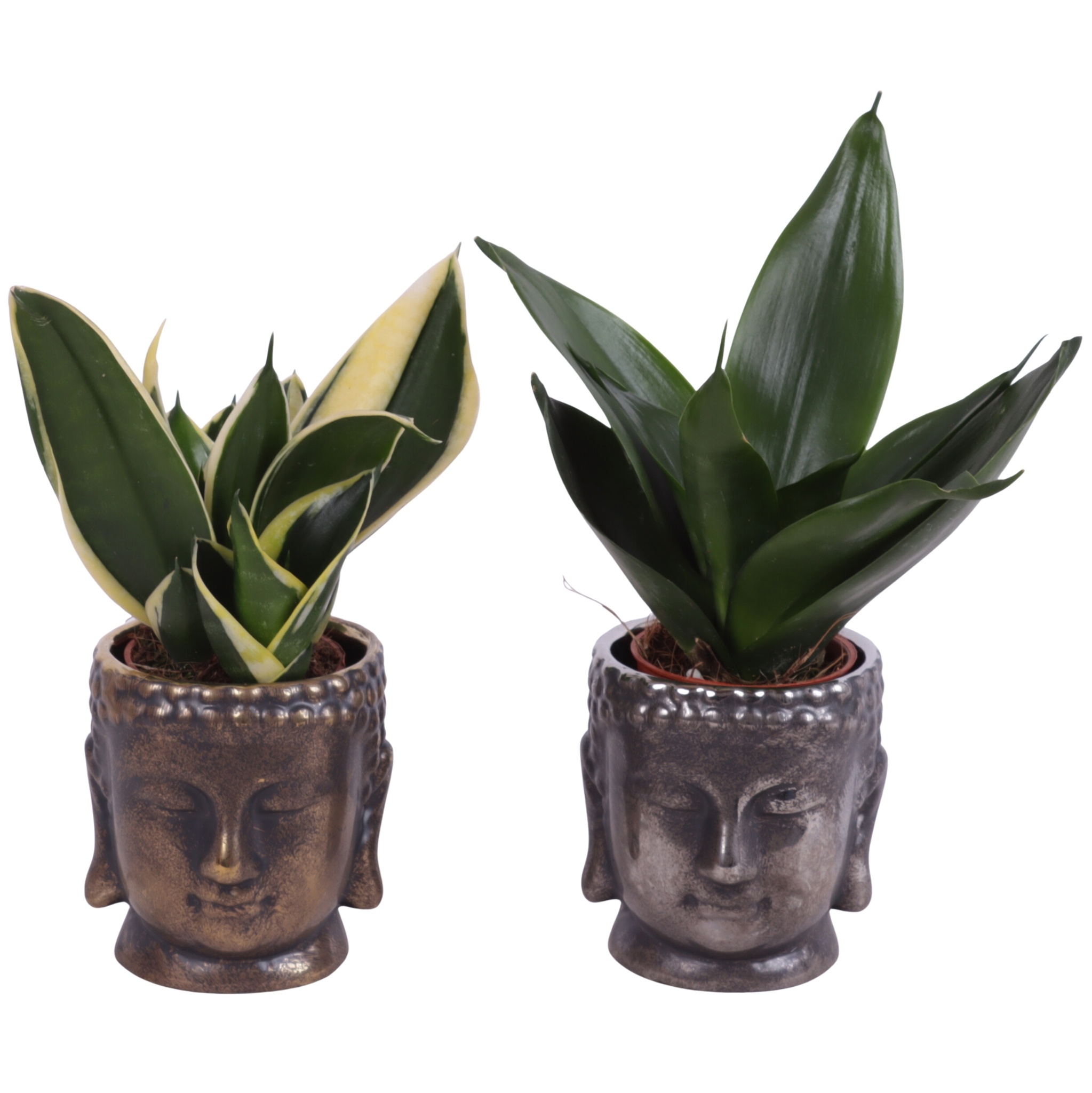 Sansevieria trif. Mix Pot Ø06cm Ceramic Buddha Gold/Silver Ø08cm, D 8