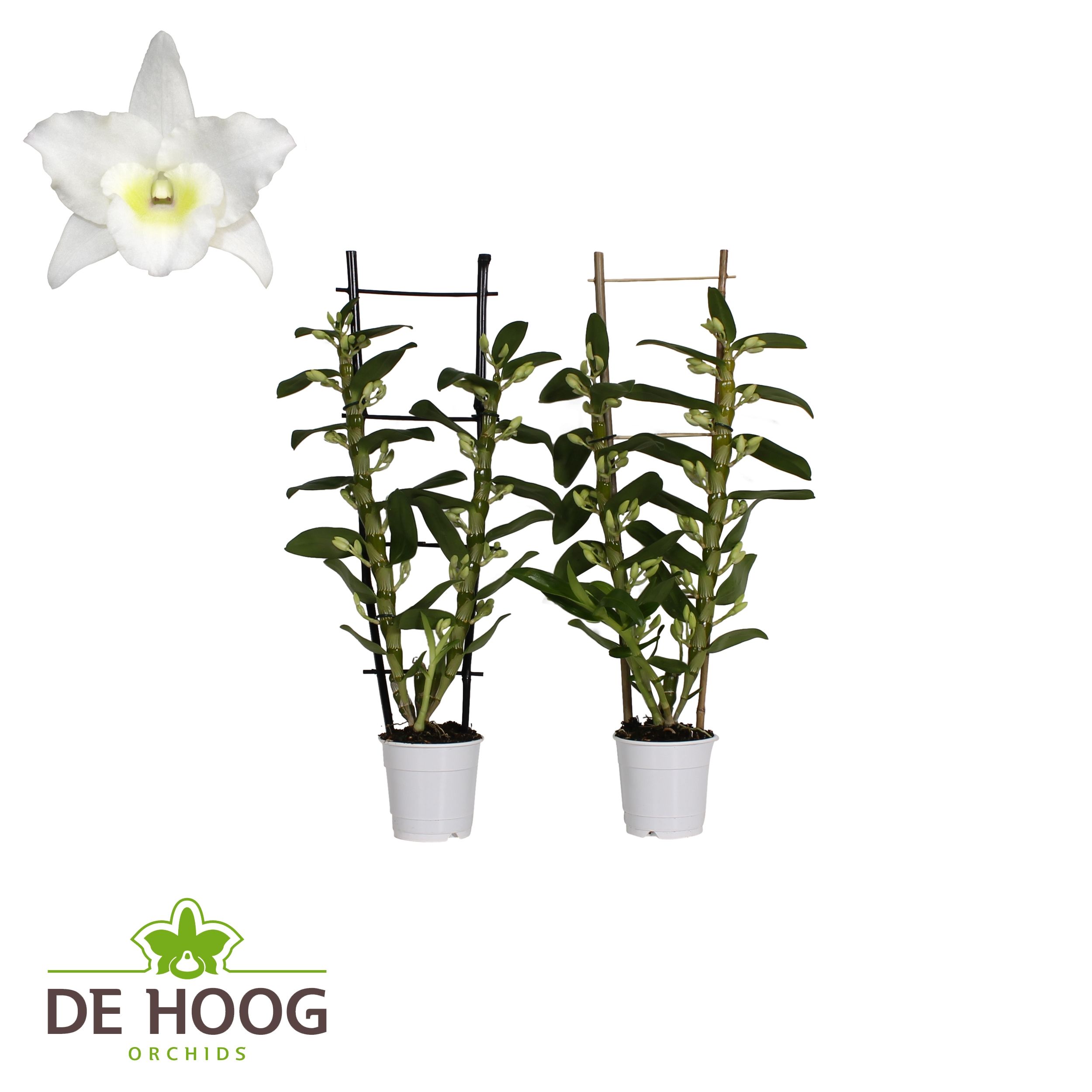 Dendrobium Nobile Apollon 2 stam 16+ tros met houten rekje FL, D 12