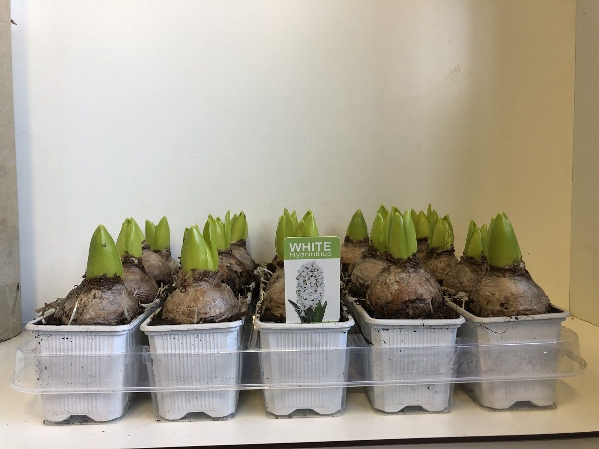 7 cm Hyacint White Pearl zonder etiket, D 7