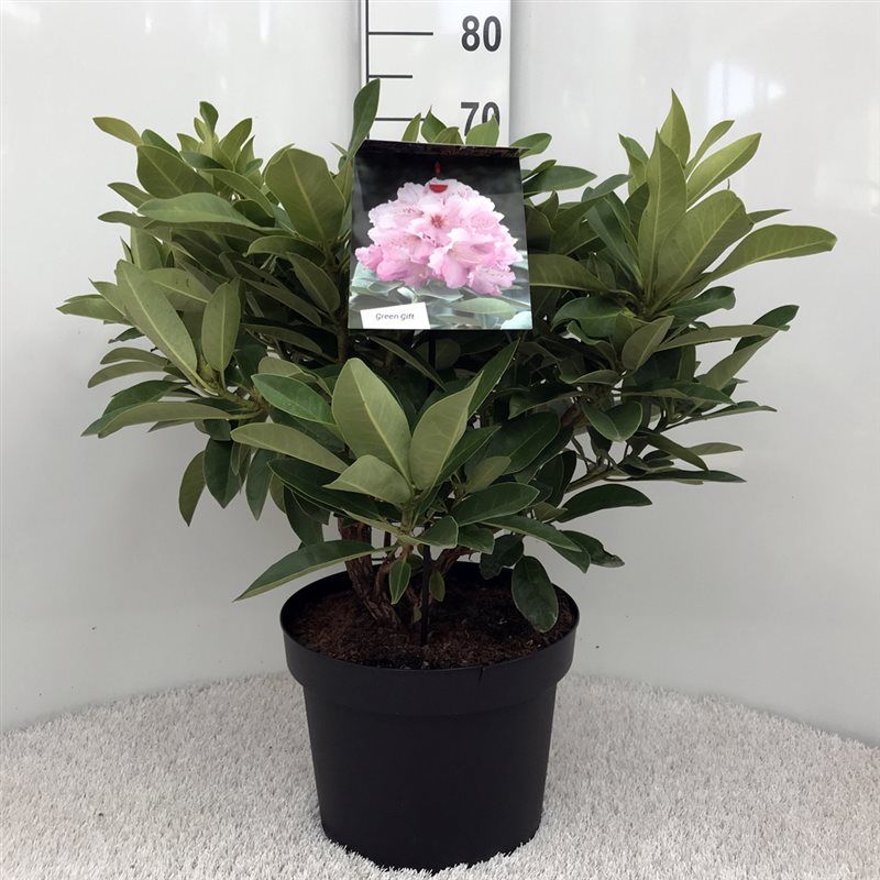 Rhodo. 'Onkel Dines' light pink, D 29