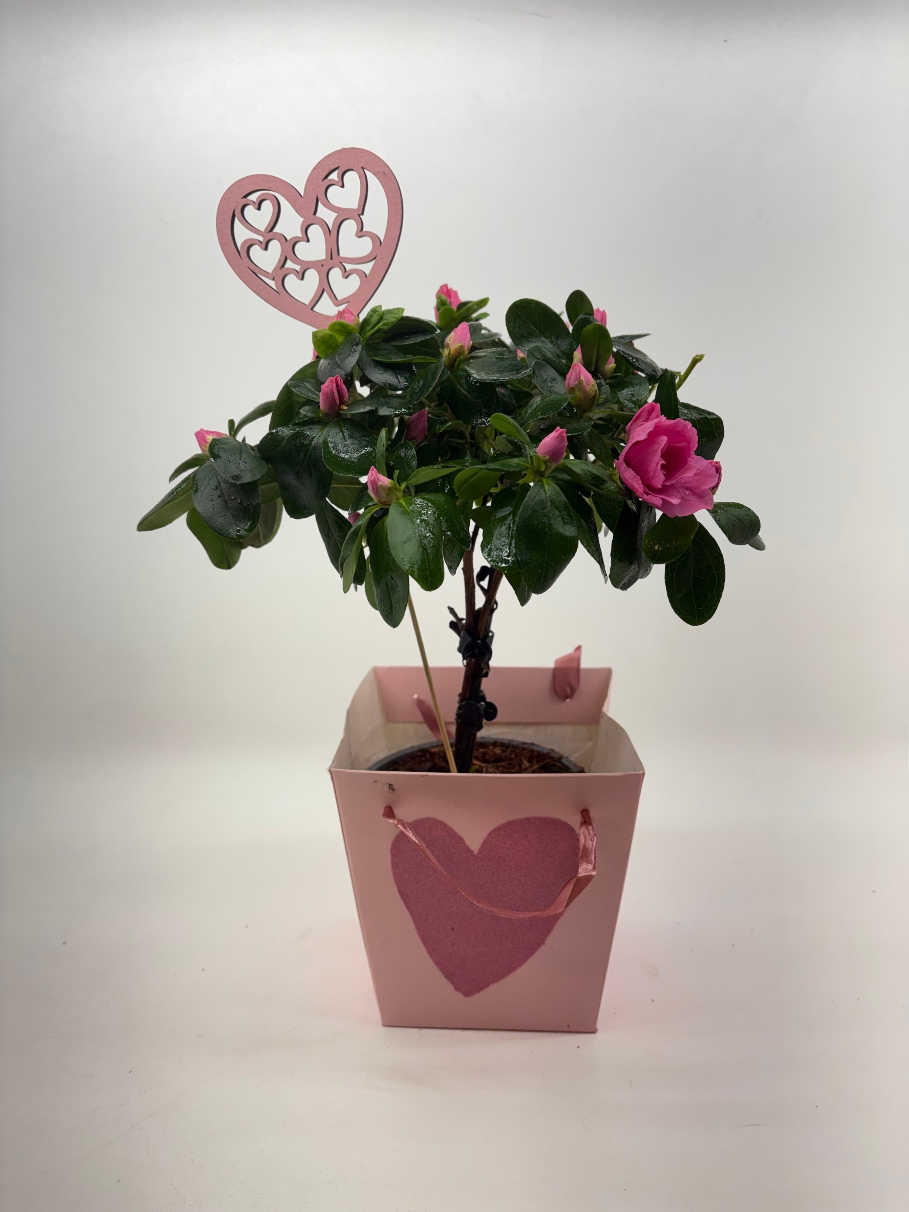 Azalea stam met carry bag DIA 25 CM valentijn, D 12,5