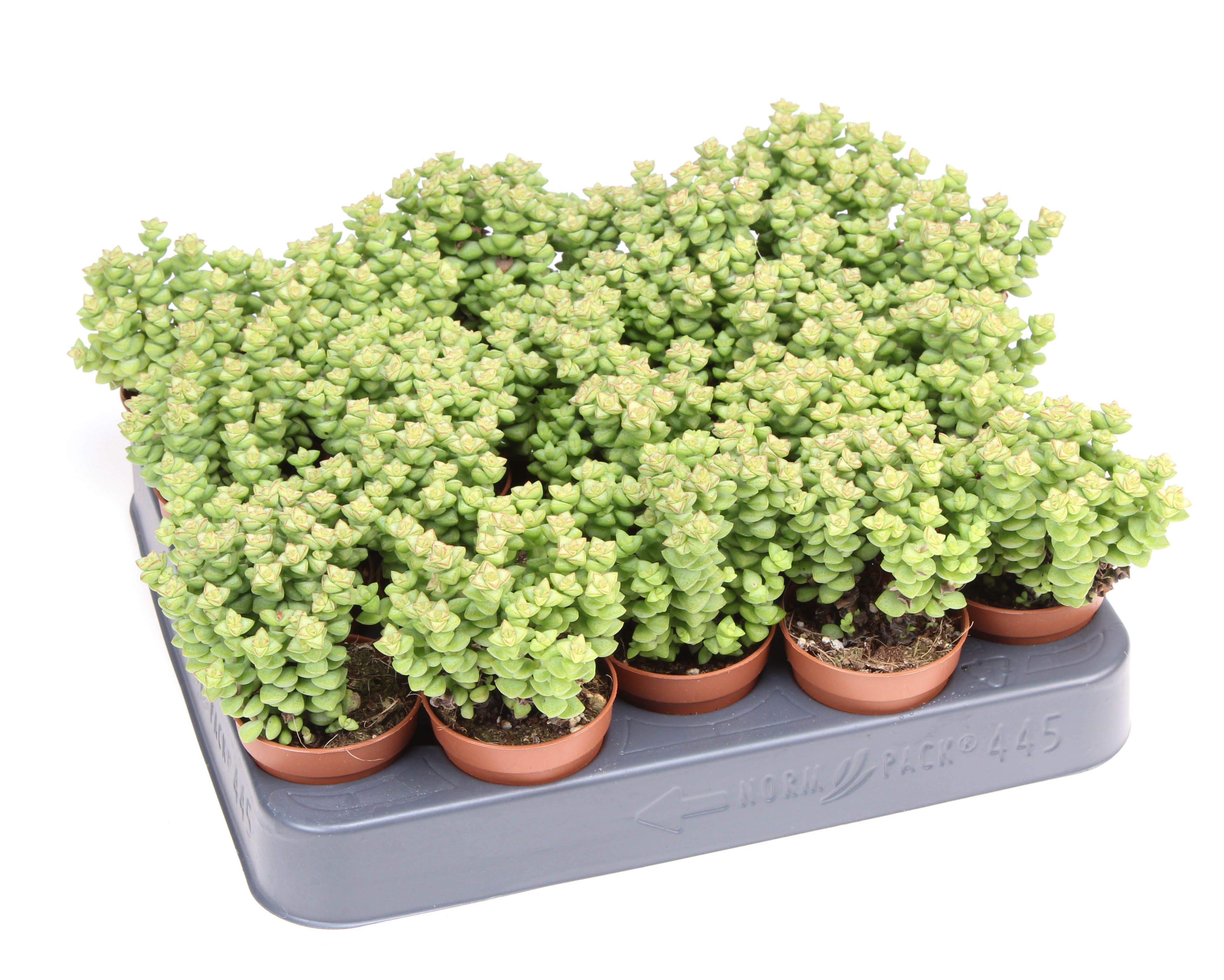 Crassula brevifolia, D 5,5