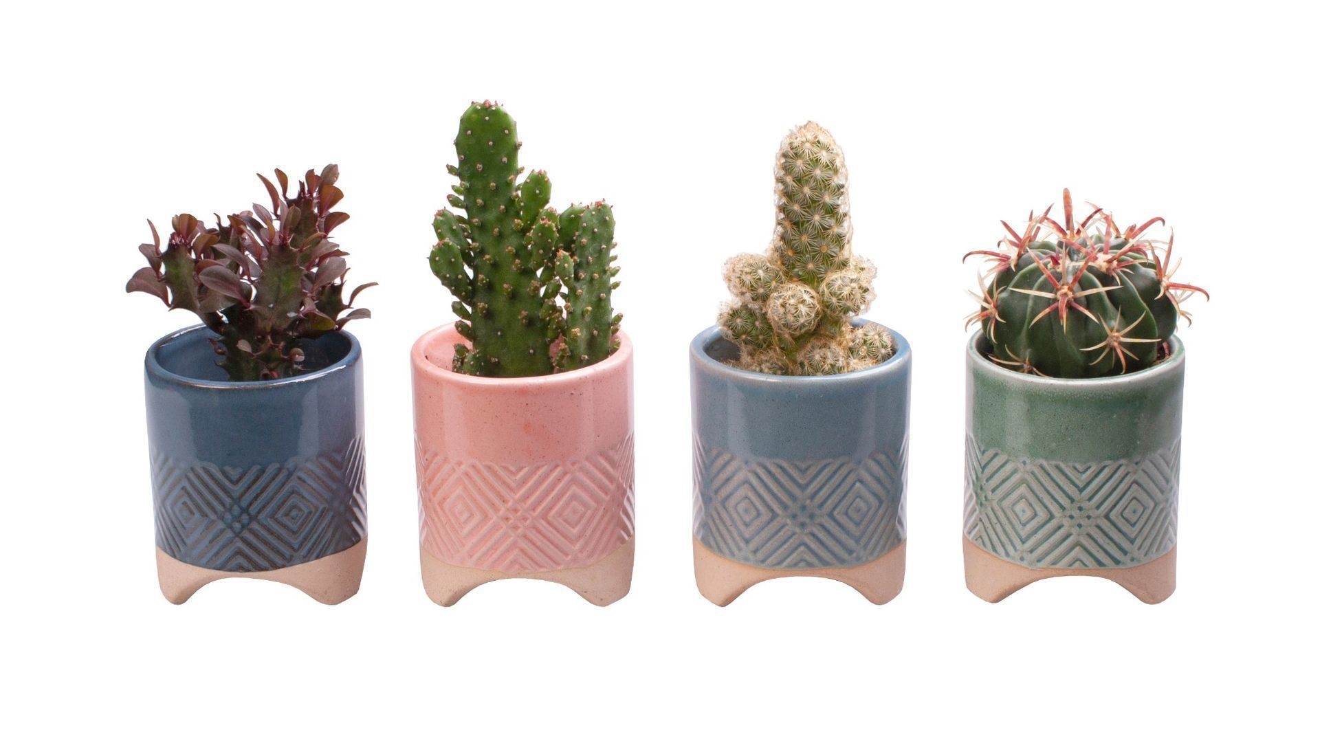 L 65571 with Cactus Mix, D 6