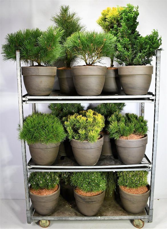 Coniferen gemengd in keramiek, D 35