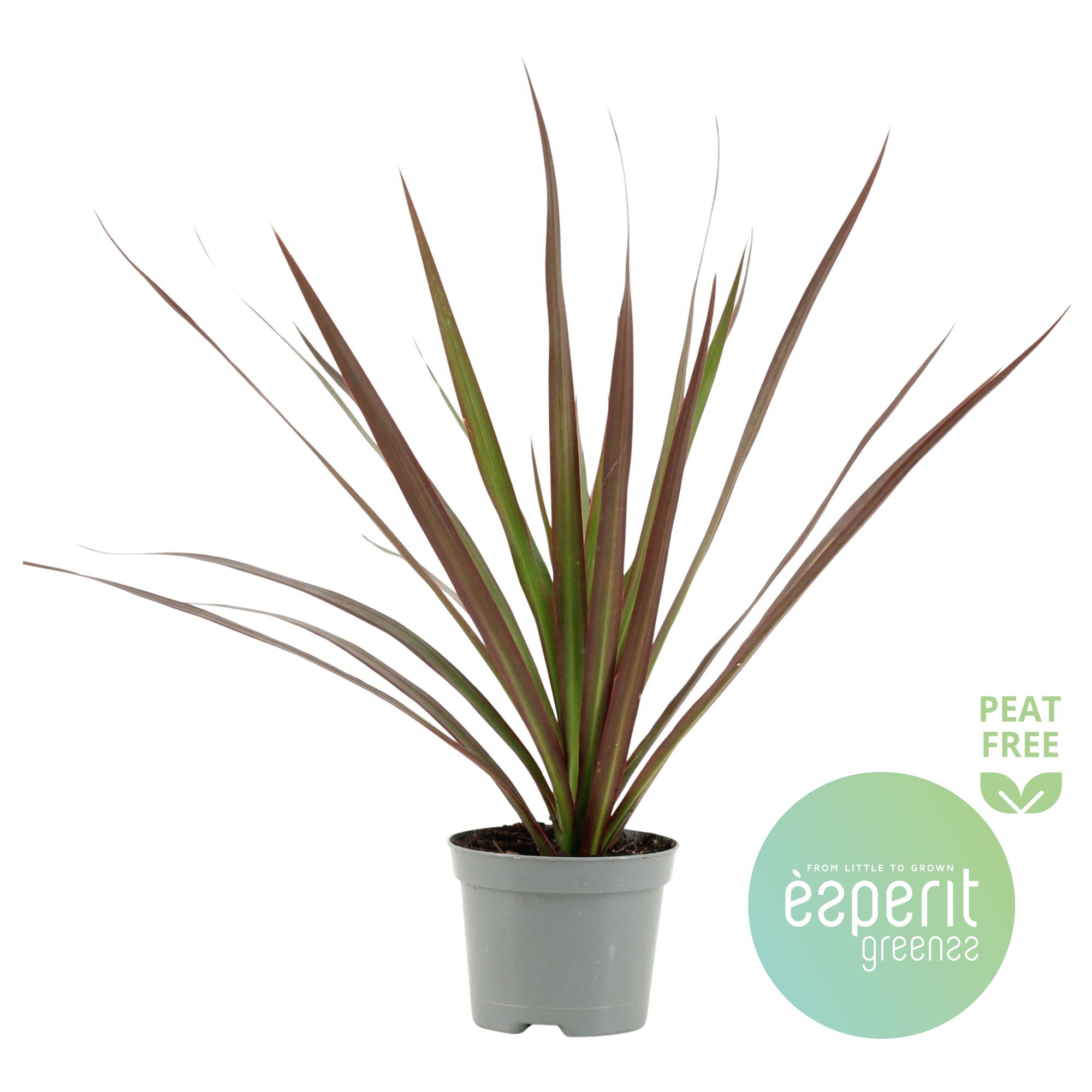 Dracaena Magenta, D 8,5