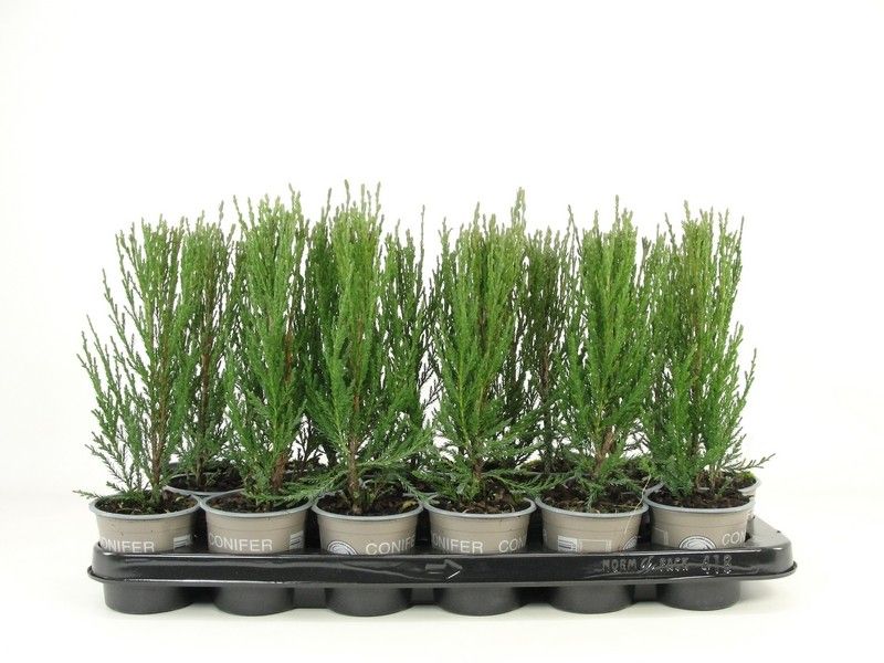 Juniperus scopulorum 'Blue Arrow', D 9