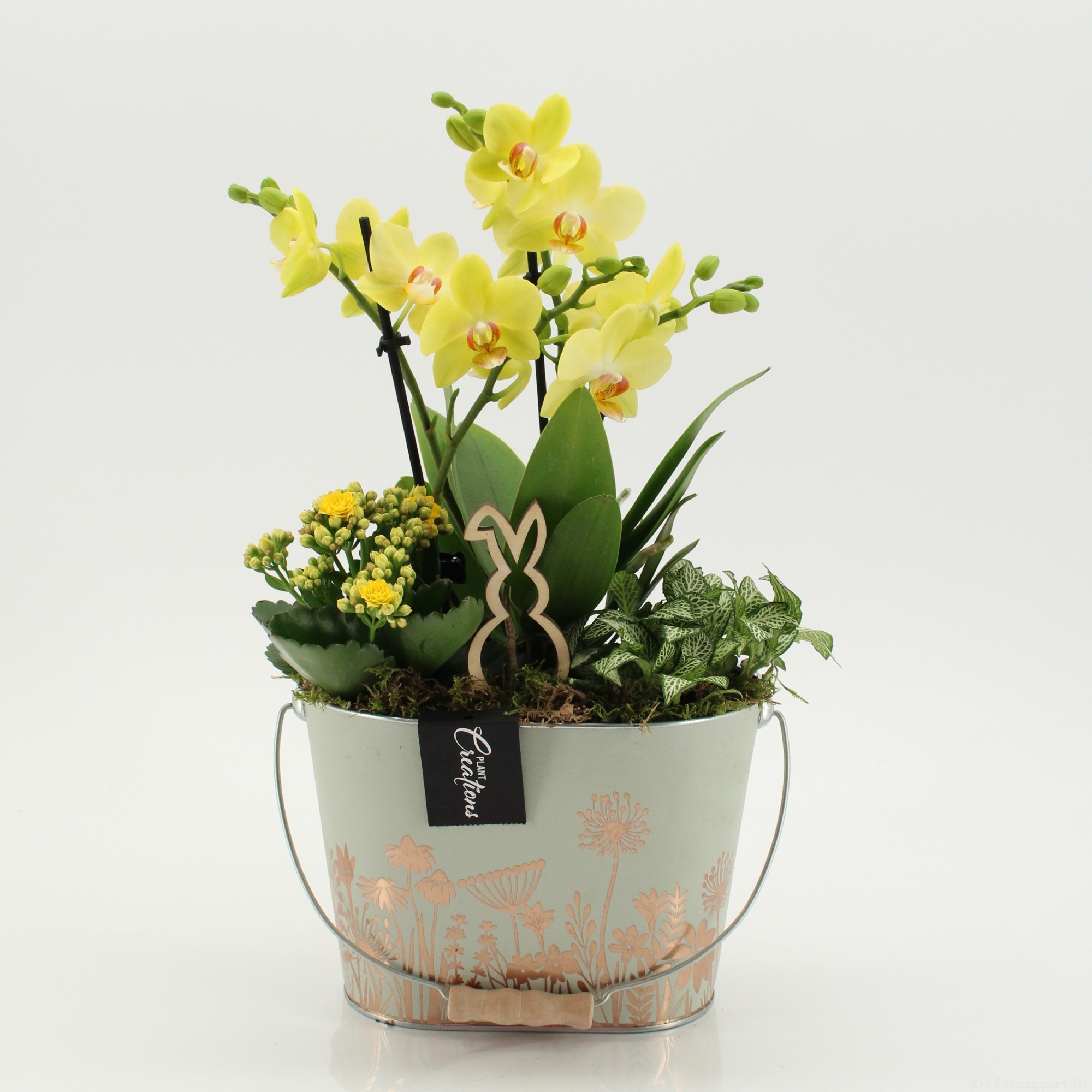 PHALPS-2605G Easter Phalaenopsis, D 20