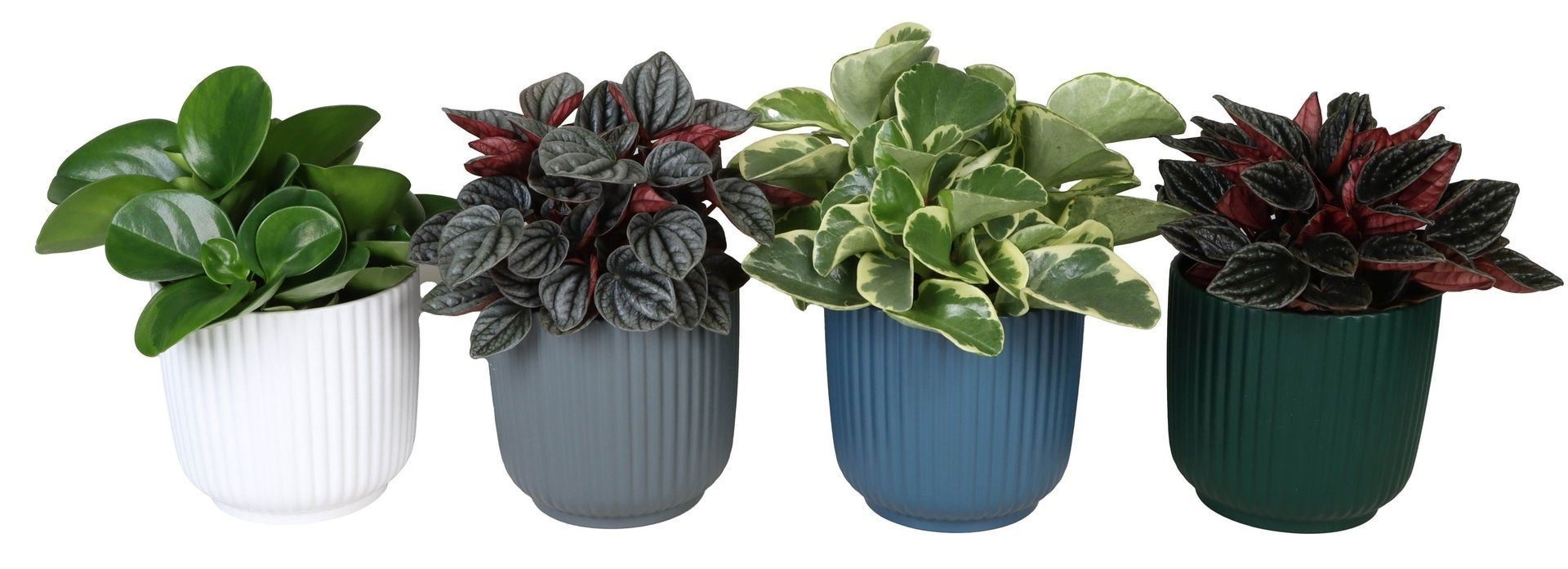 L 67321 with Peperomia Mix 12 cm, D 12