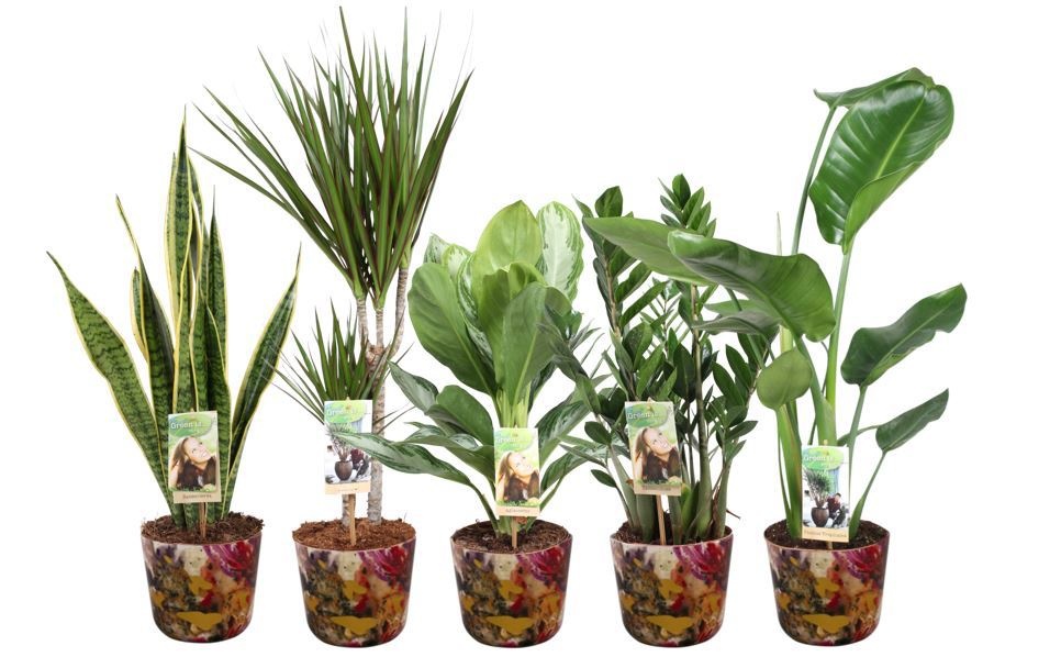 Plantenmix p17 in Sweet Magnolia - foto is indicatief, D 17