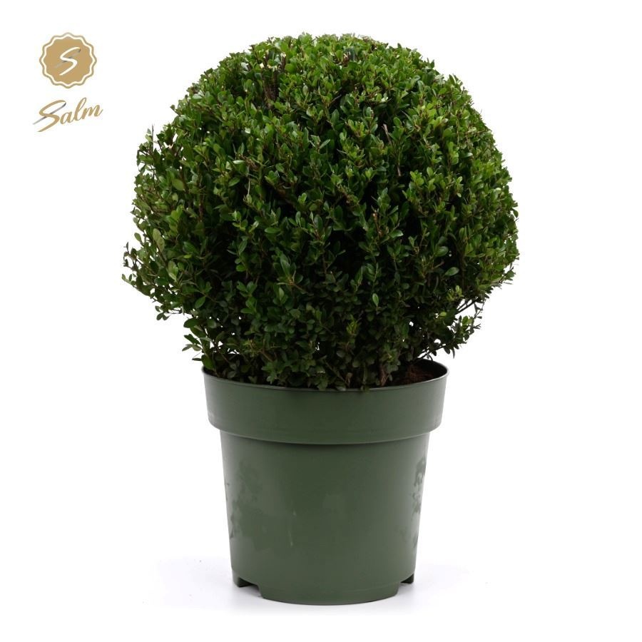 Ilex crenata 'Jenny'® Ball Ø40cm P27, D 27