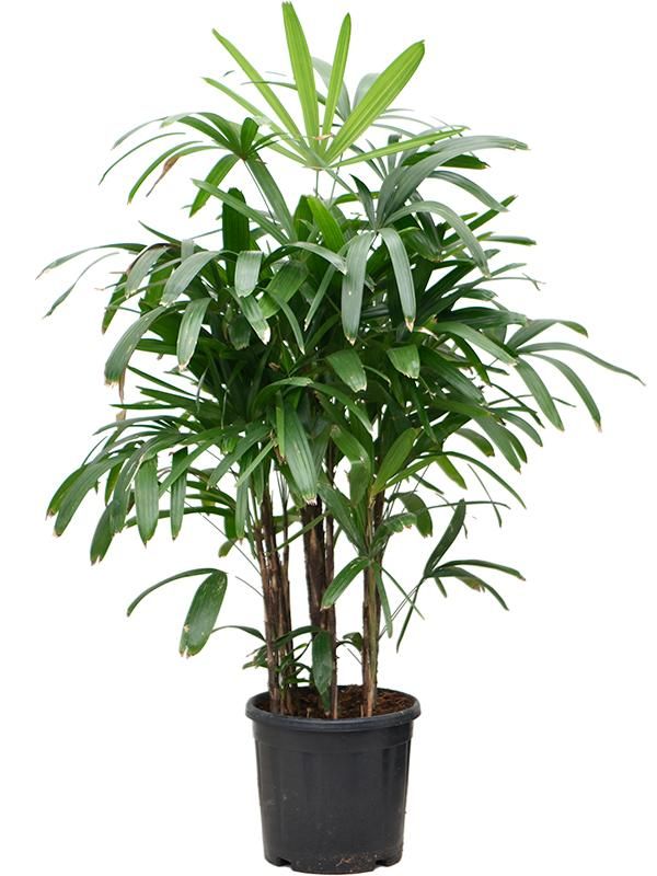 Rhapis excelsa, D 36