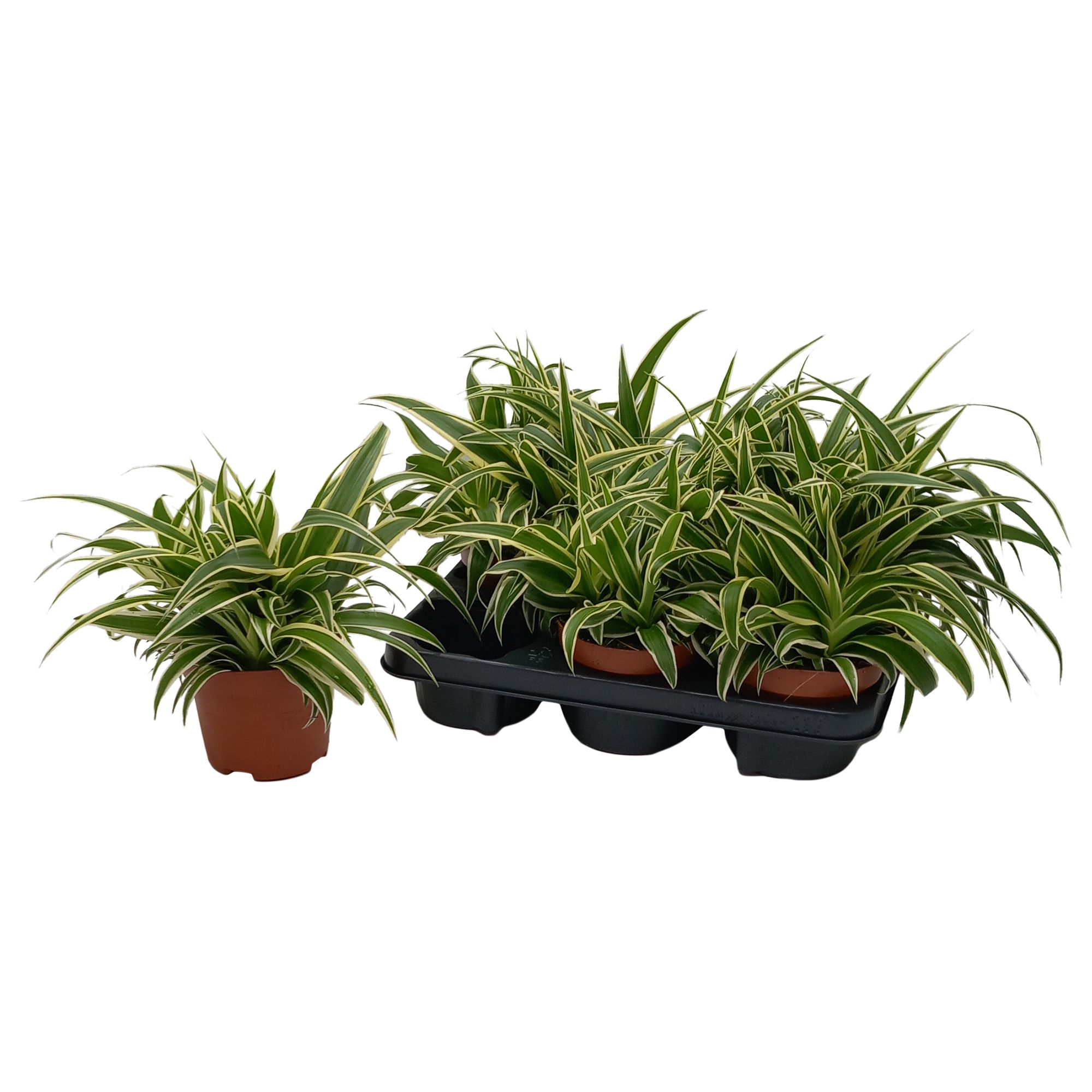 Chlorophytum Com 'Vittatum', D 13