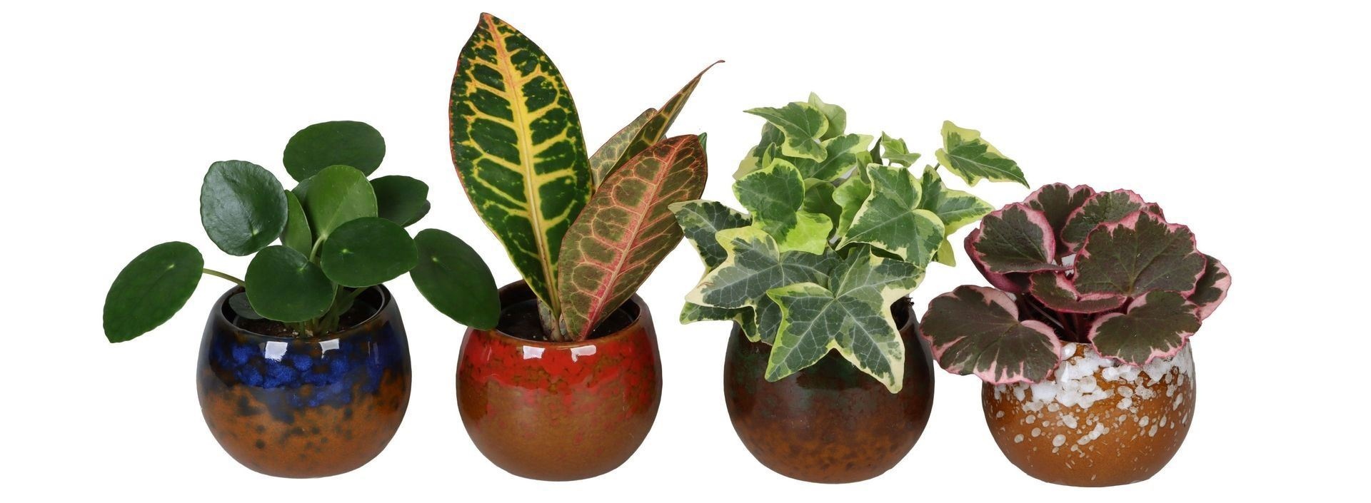 L 66686 with Green Mix 6 cm, D 6