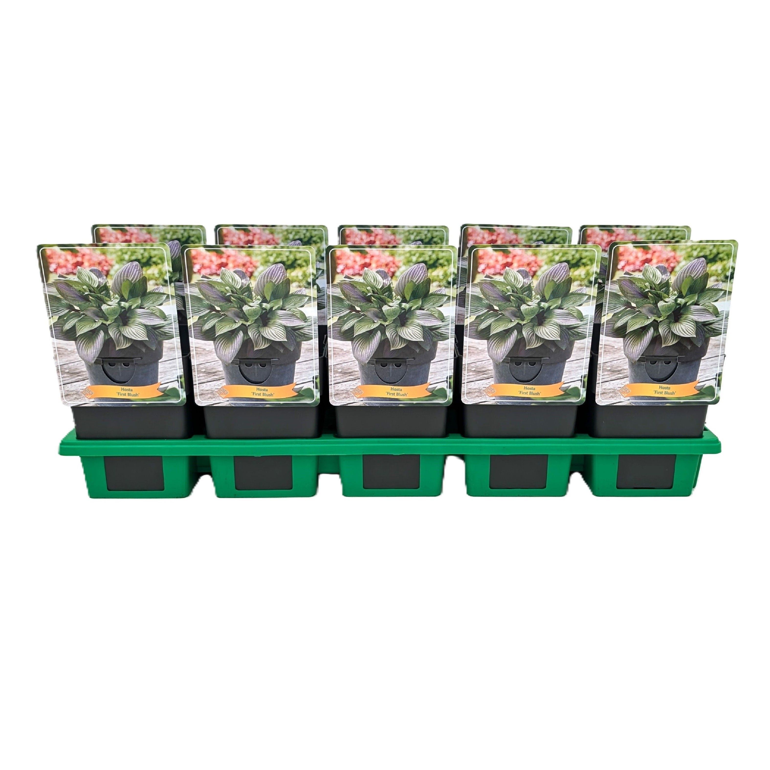 Hosta 'First Blush' P11, D 11