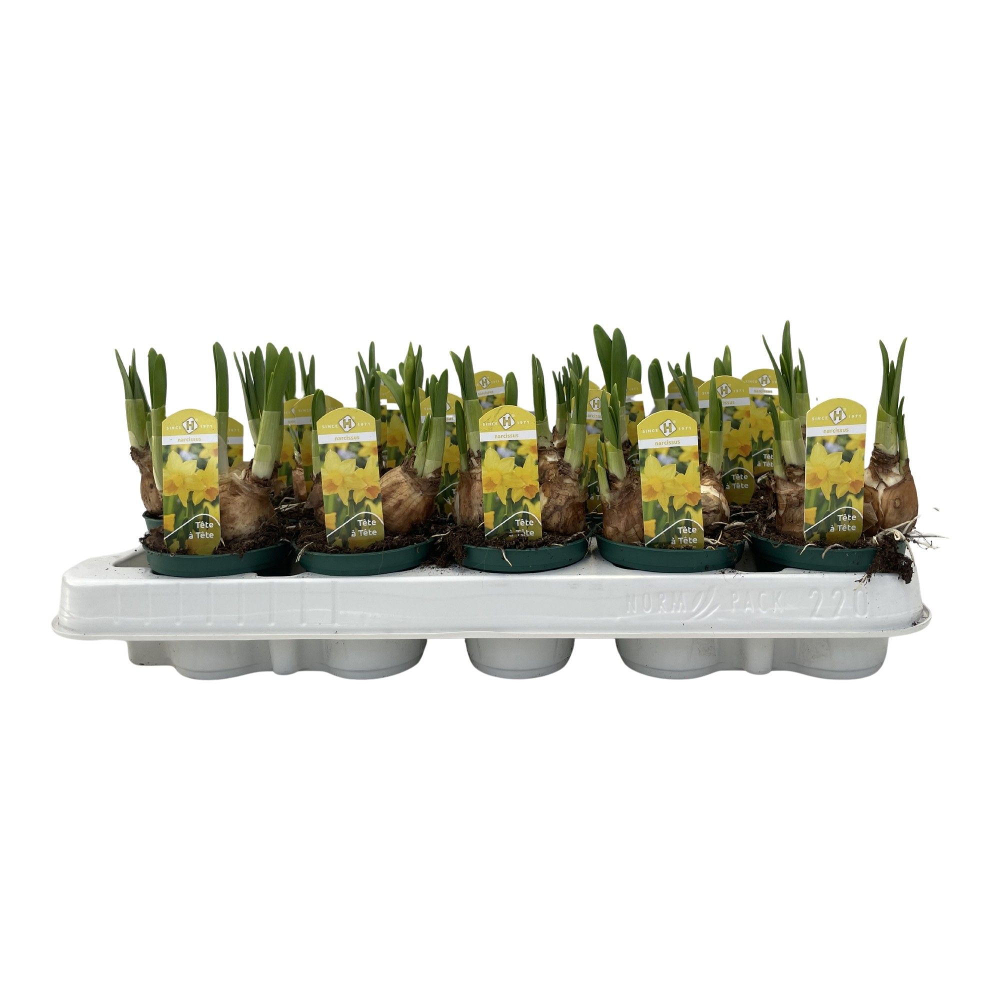 Narcis Tete-a-Tete, D 7