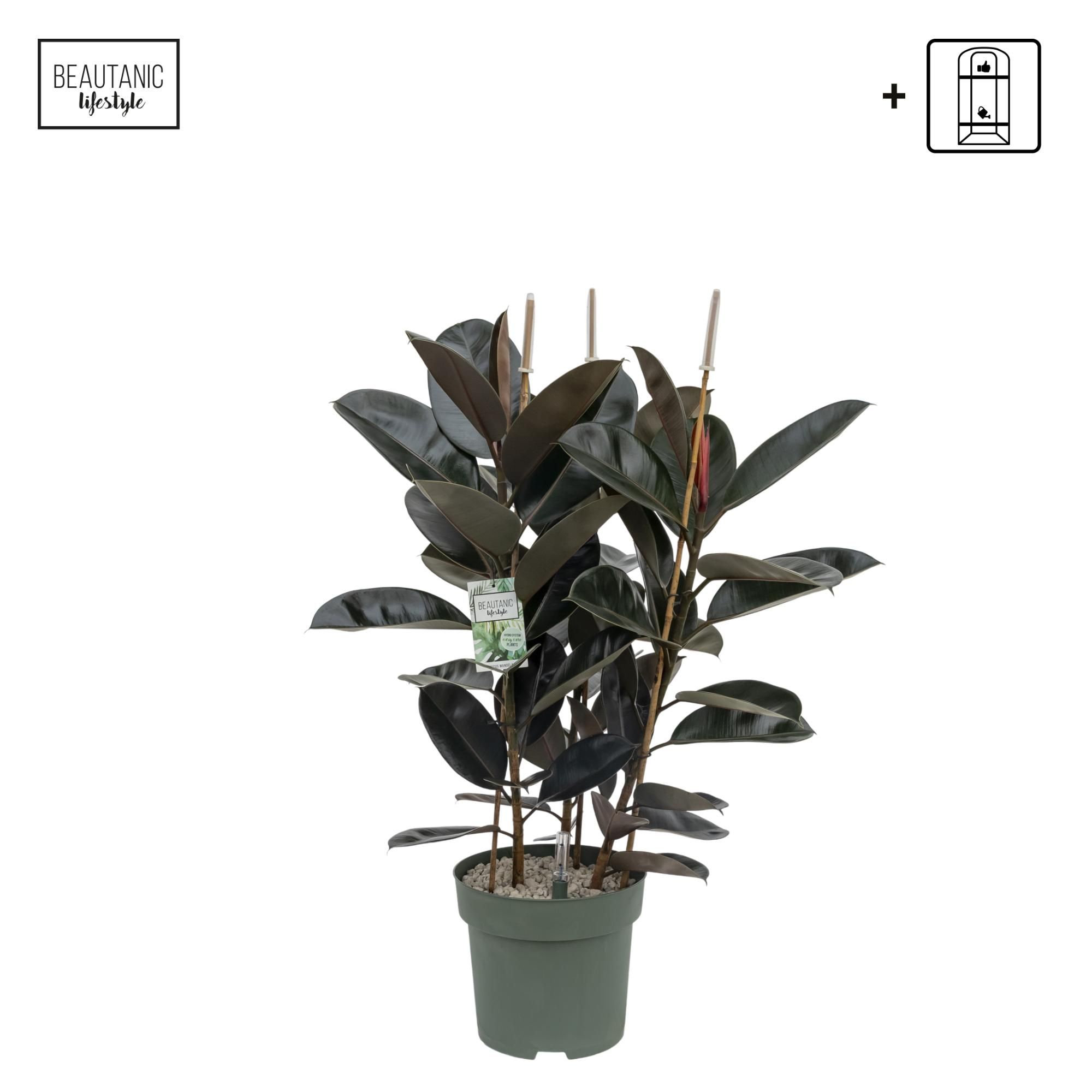 Ficus Mandela Touffe, D 30