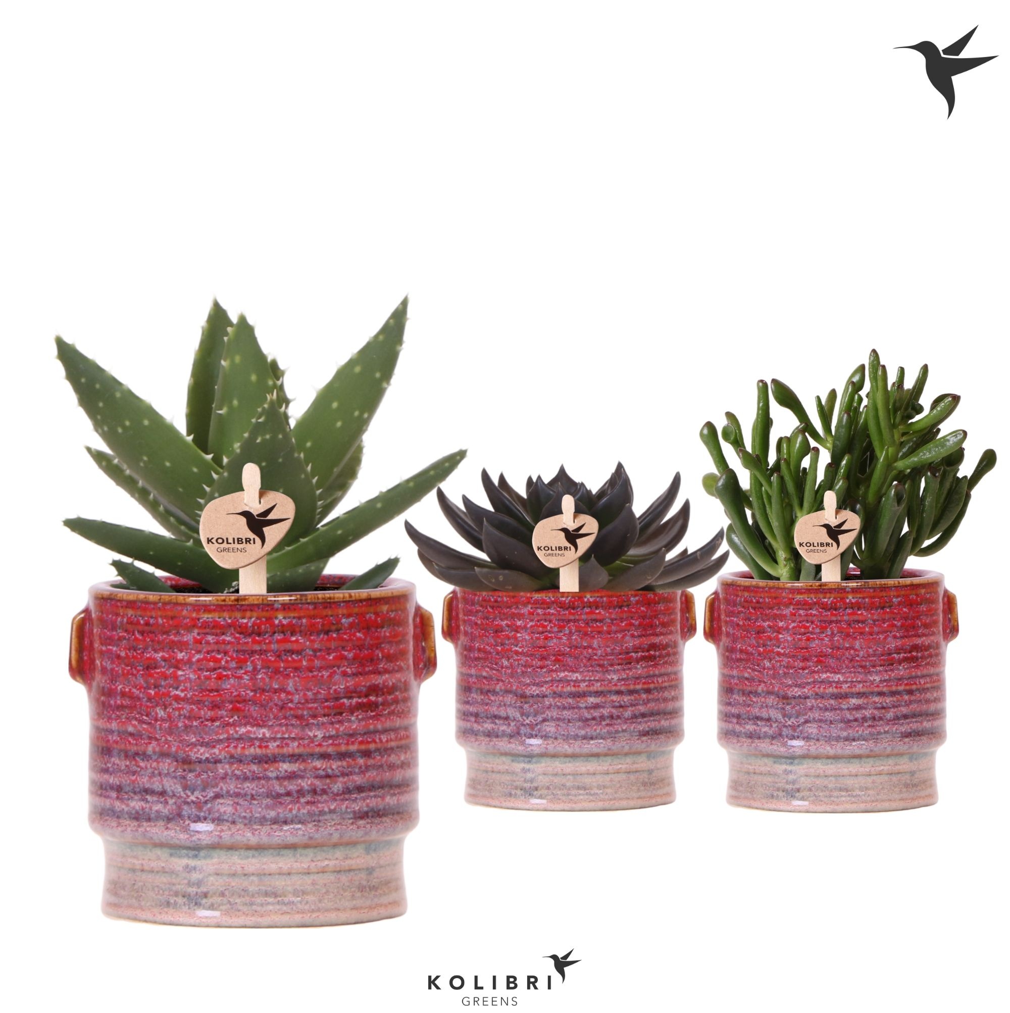 Kolibri Greens Succulenten mix in Aura pot, D 9