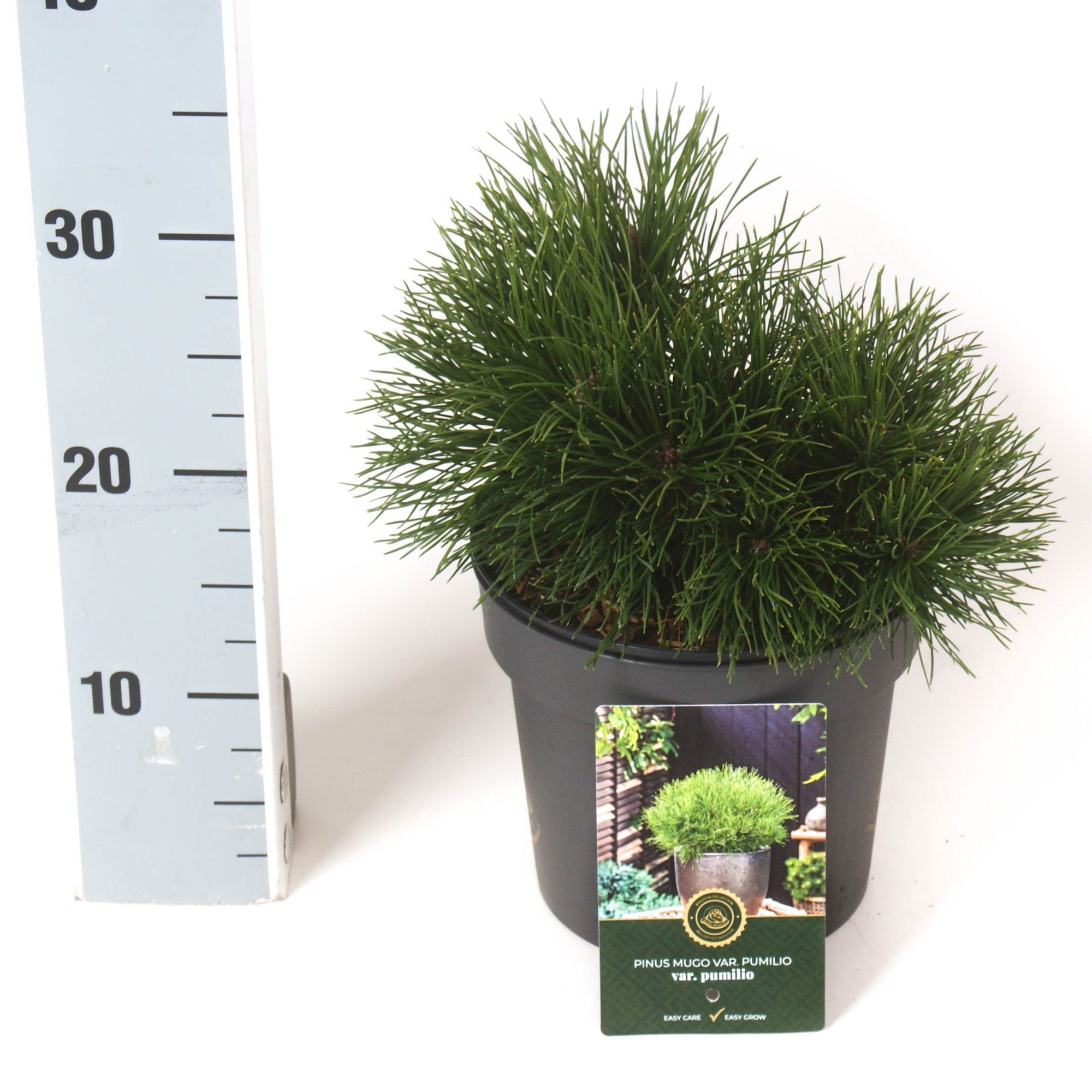 Pinus m. 'Pumilio', D 18