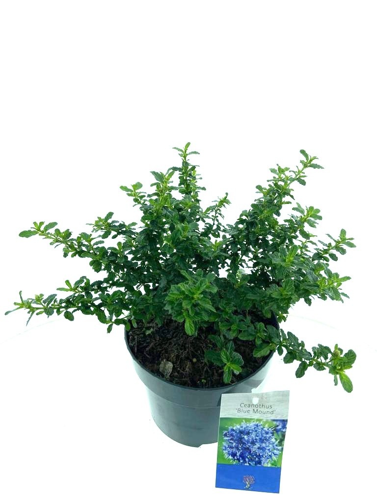Ceanothus 'Blue Mound', D 17