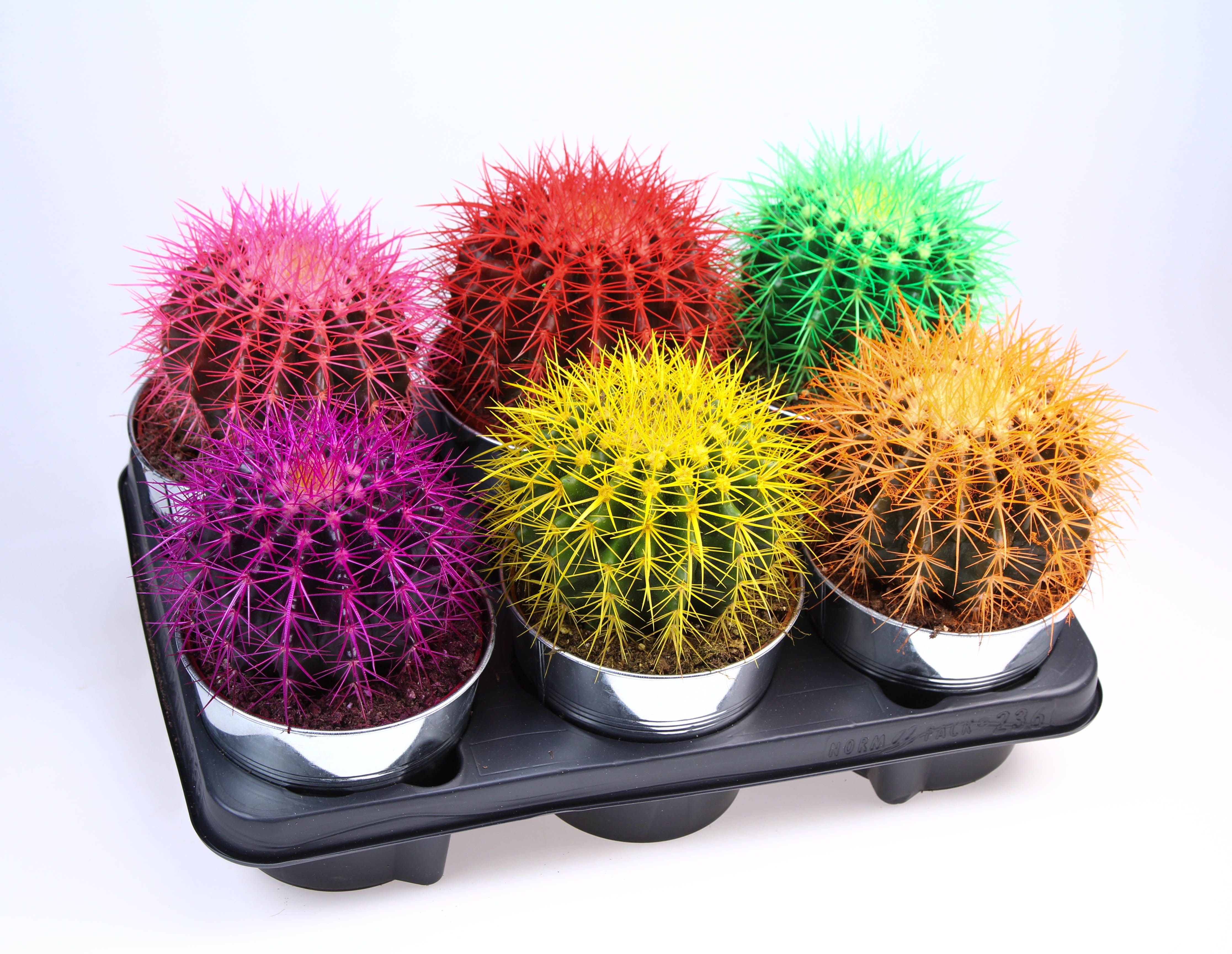 Grusonii rainbow zinkpot, D 15