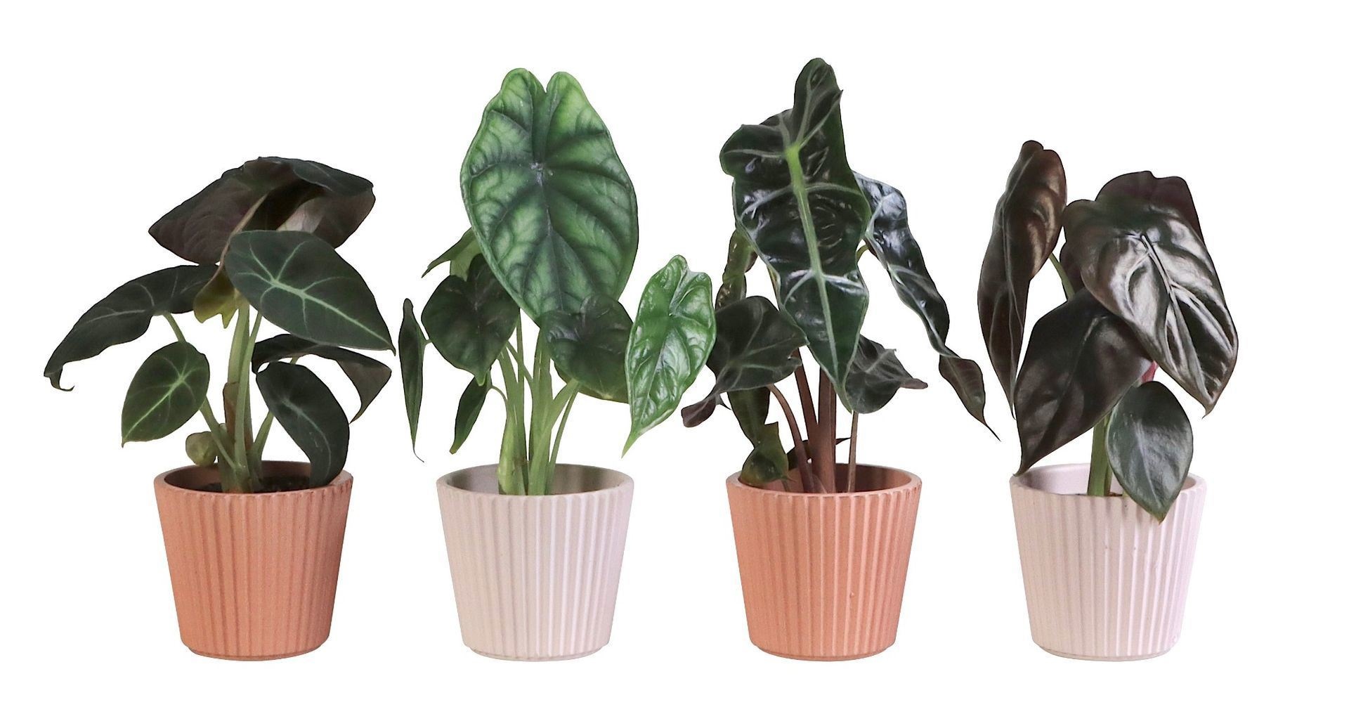 L 65926 with Alocasia Mix 6 cm, D 6