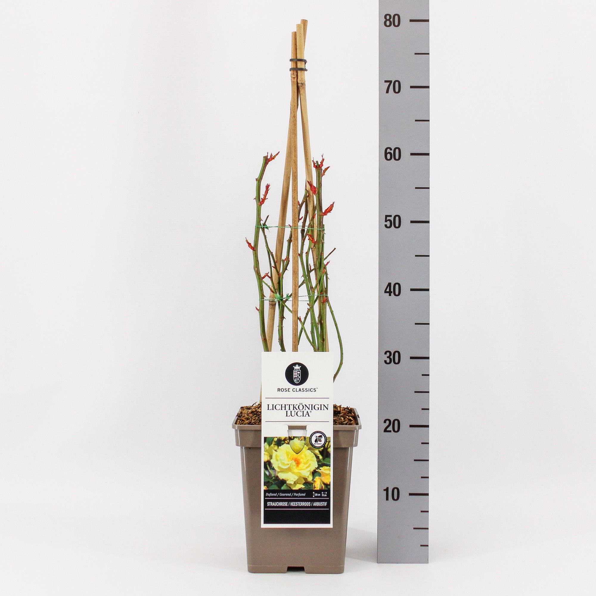 Rosa (H) Lichtkönigin Lucia ®, C5, 4 stok 75 cm, D 23