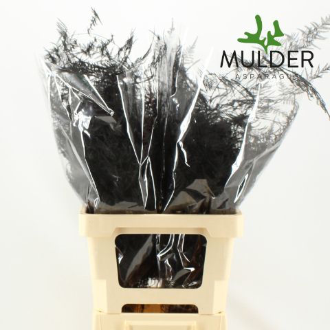 Аспарагус Овериг Крашеный (краш. ) 65, шт.