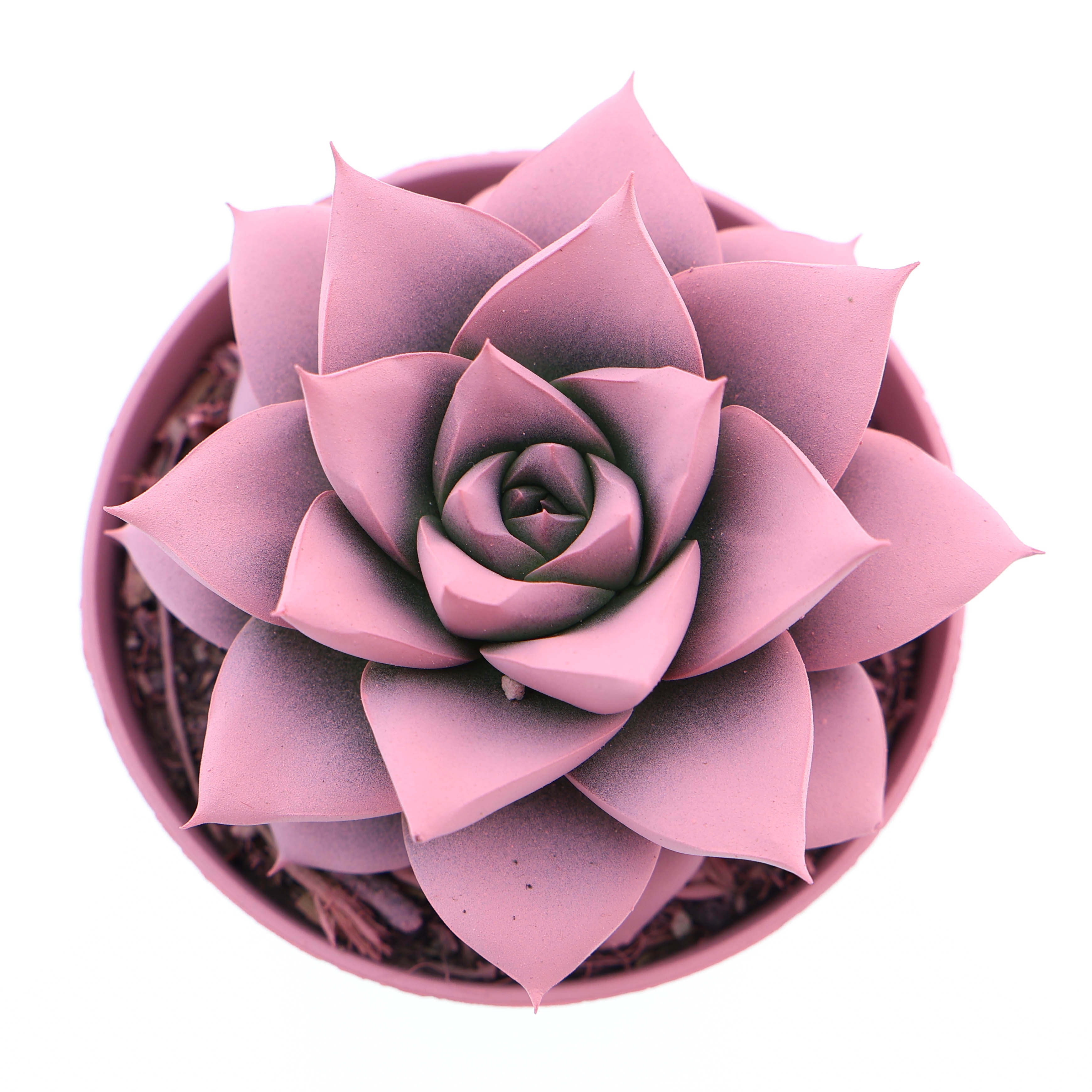 Rainbow purper rose, D 8,5