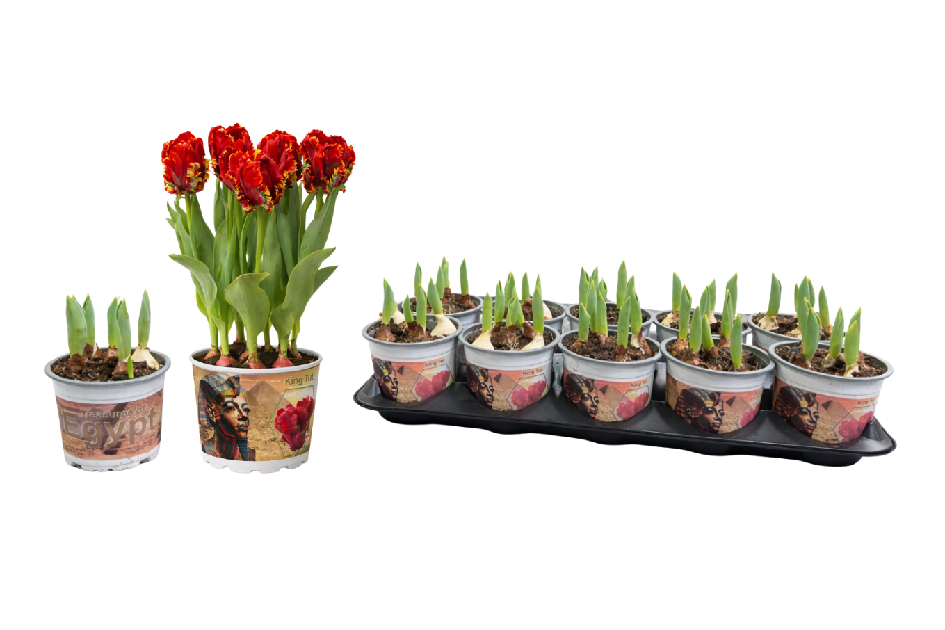 Tulp King Tut 12 cm - Parrot, D 12