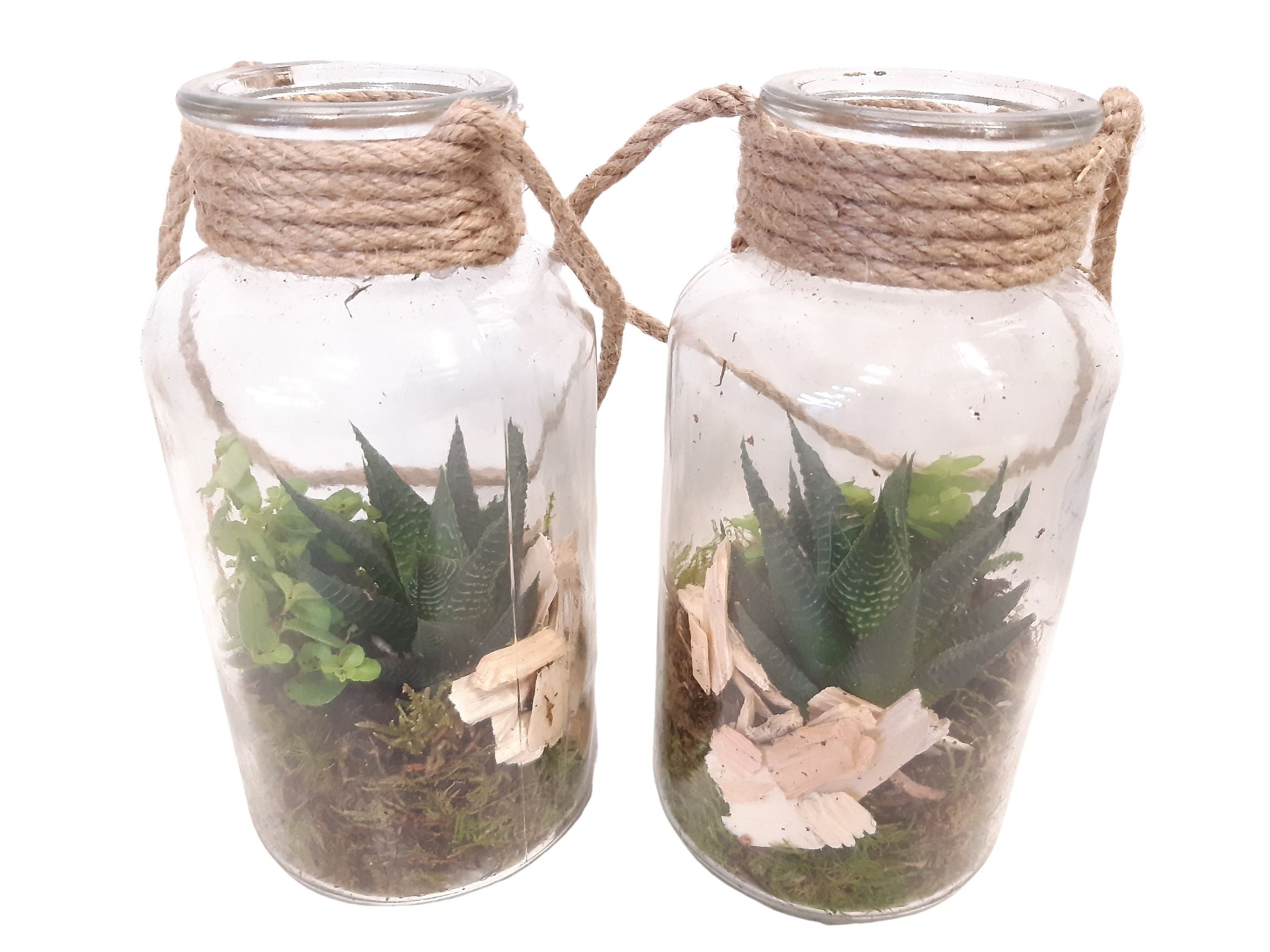 709 RP Fles10/20 Terrarium Succulentmix, D 10