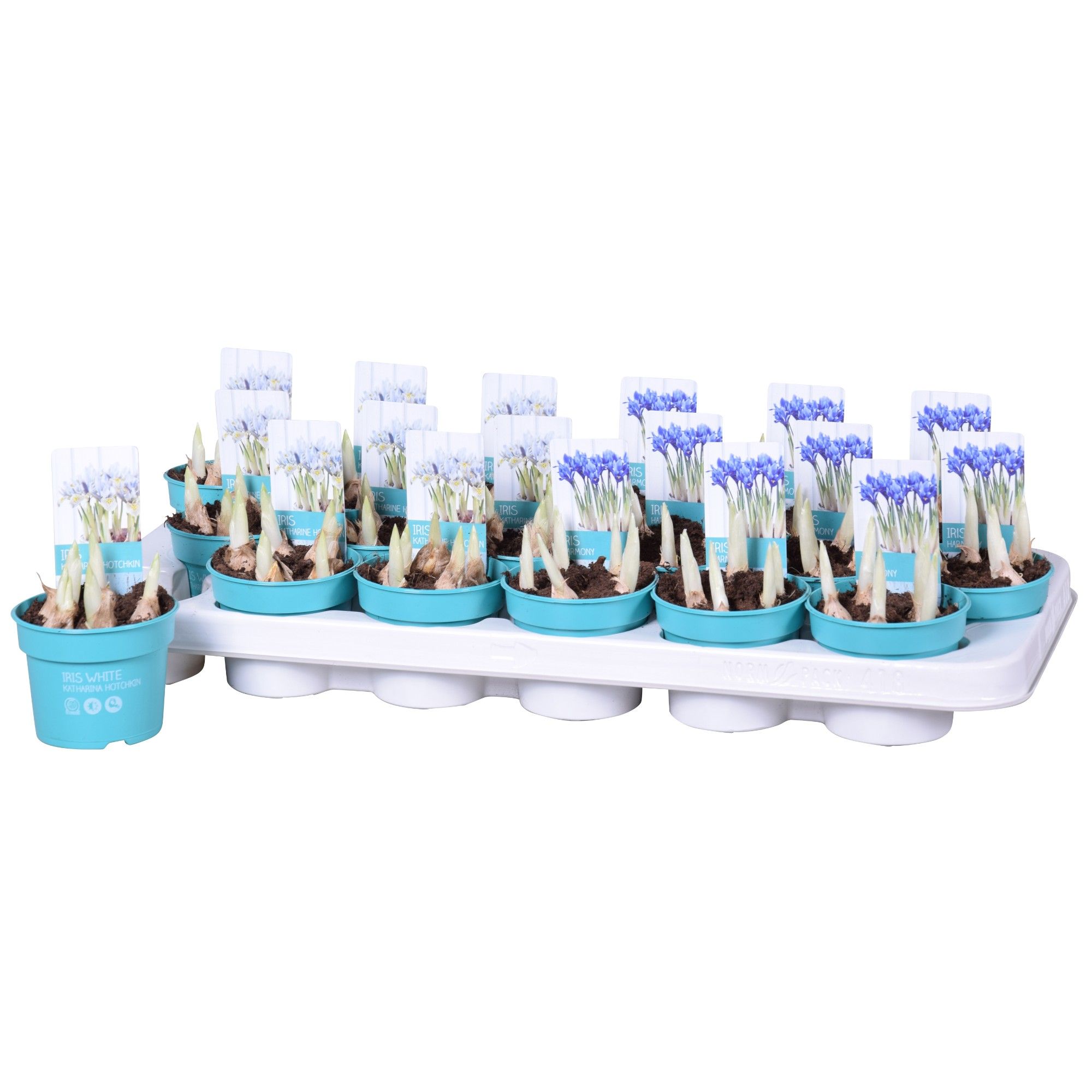 Iris Mix 'Diamond Collection', D 9