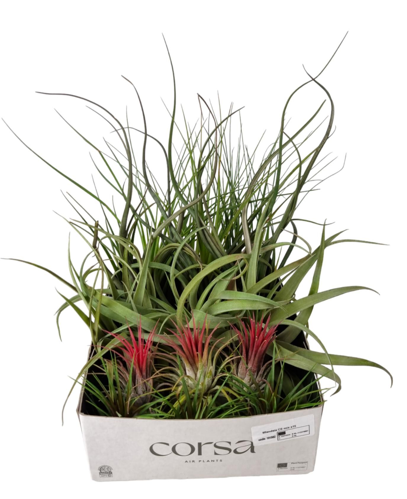 Tillandsia CS mix x15, D 8