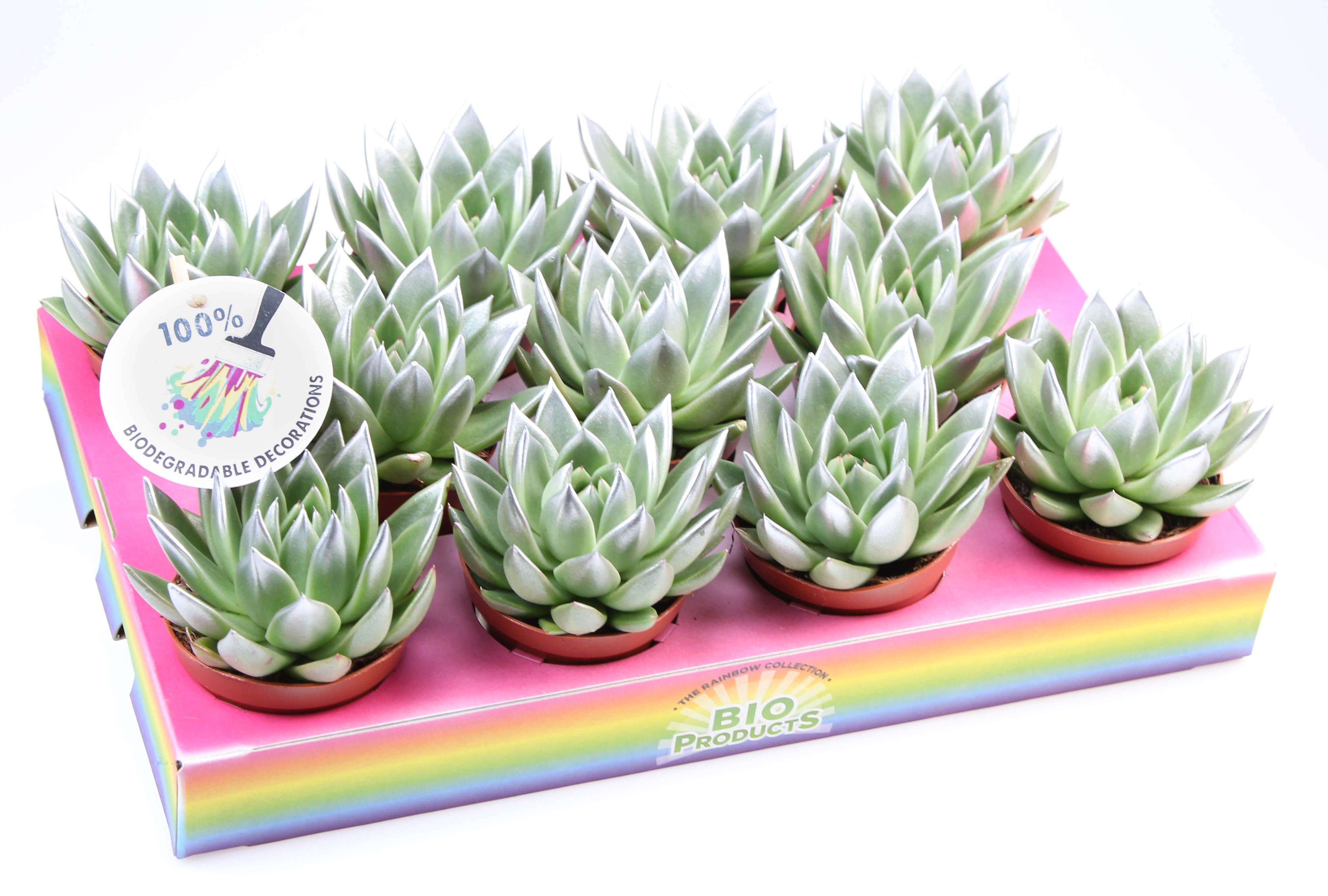 Miranda silver tips, D 8,5