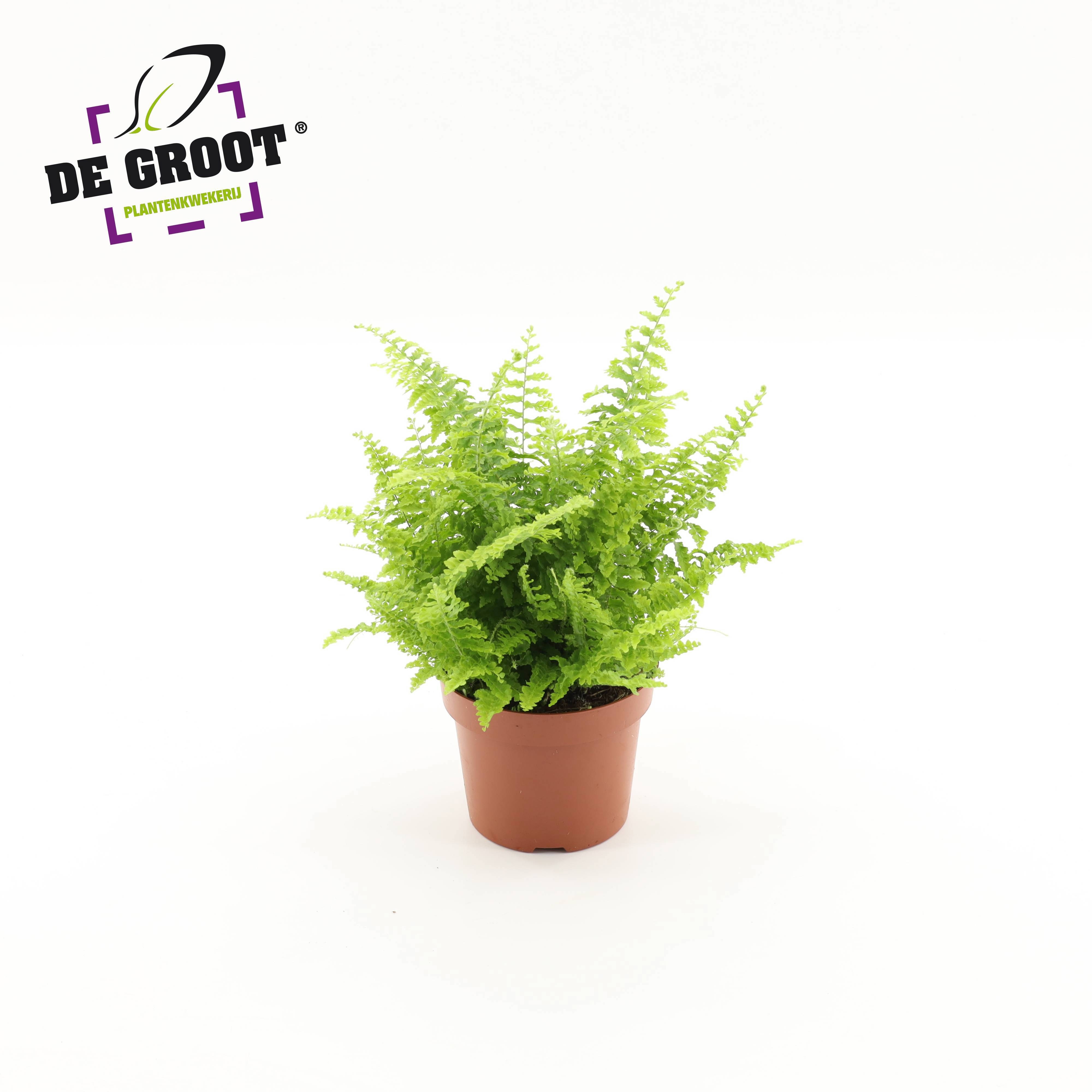 Nephrolepis exaltata Vitale, D 12