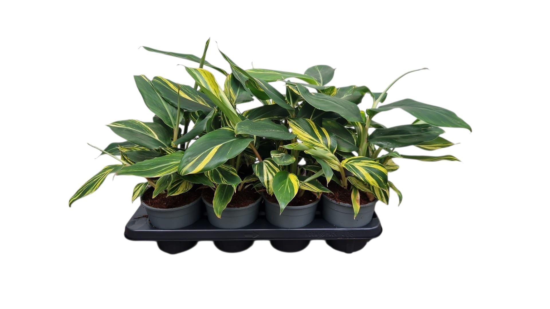 Alpinia Zerumbet, D 14