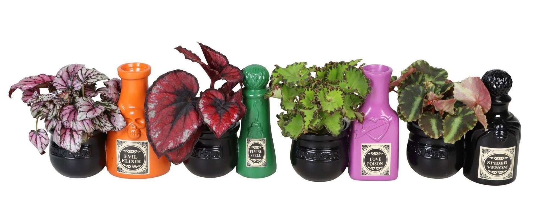 L 66543 With Begonia Rex Mix 6 cm, D 6