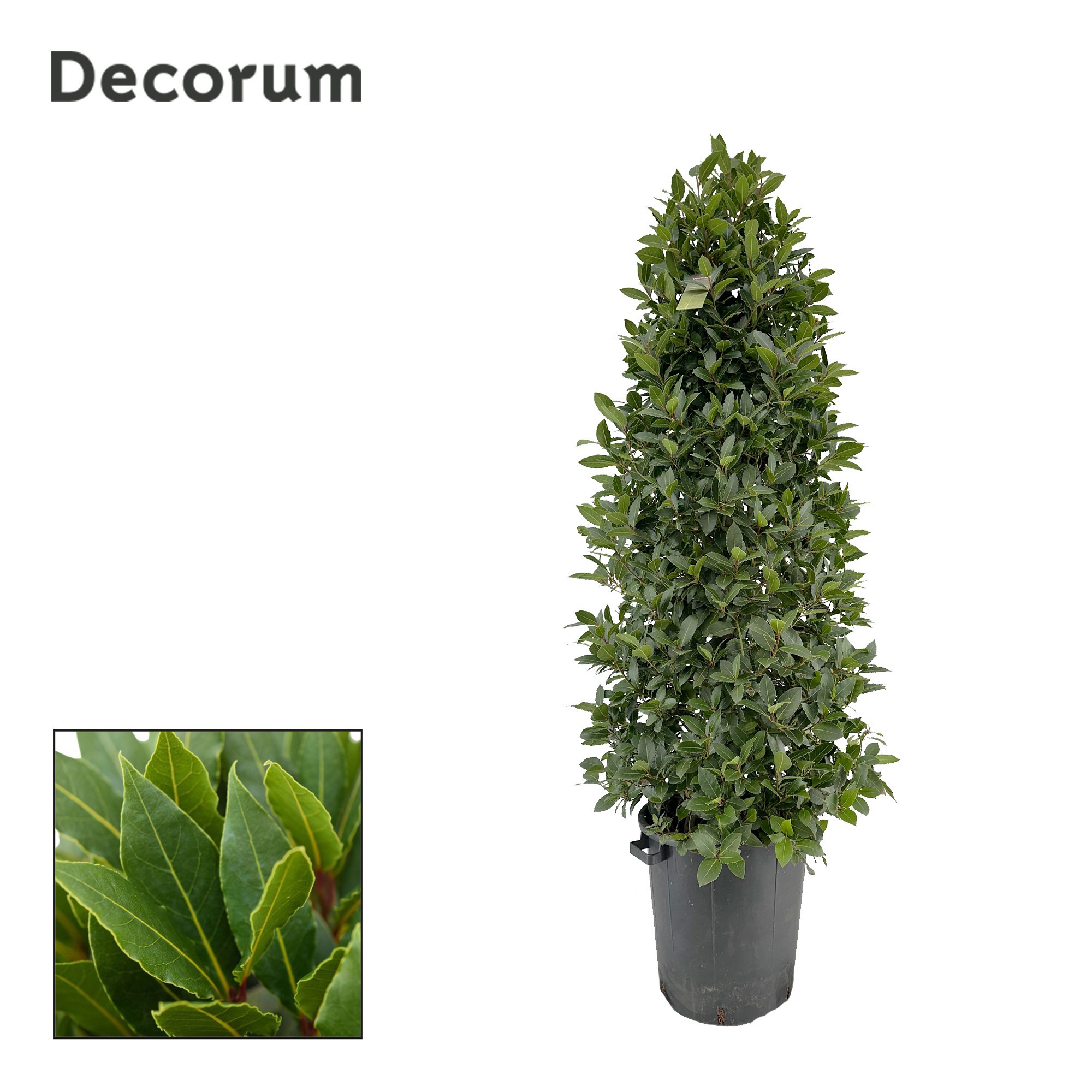 Laurus nobilis Piramide, D 40