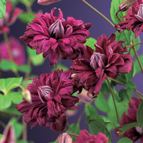 Clematis vit. 'Purp. P. Elegans' +3.0 label, D 11
