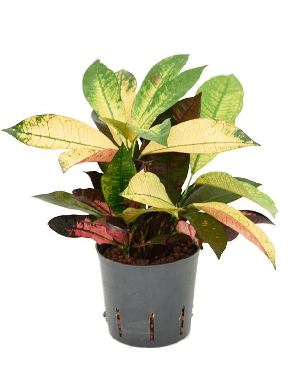 Croton (Codiaeum) variegatum 'Mrs. Iceton', D 13