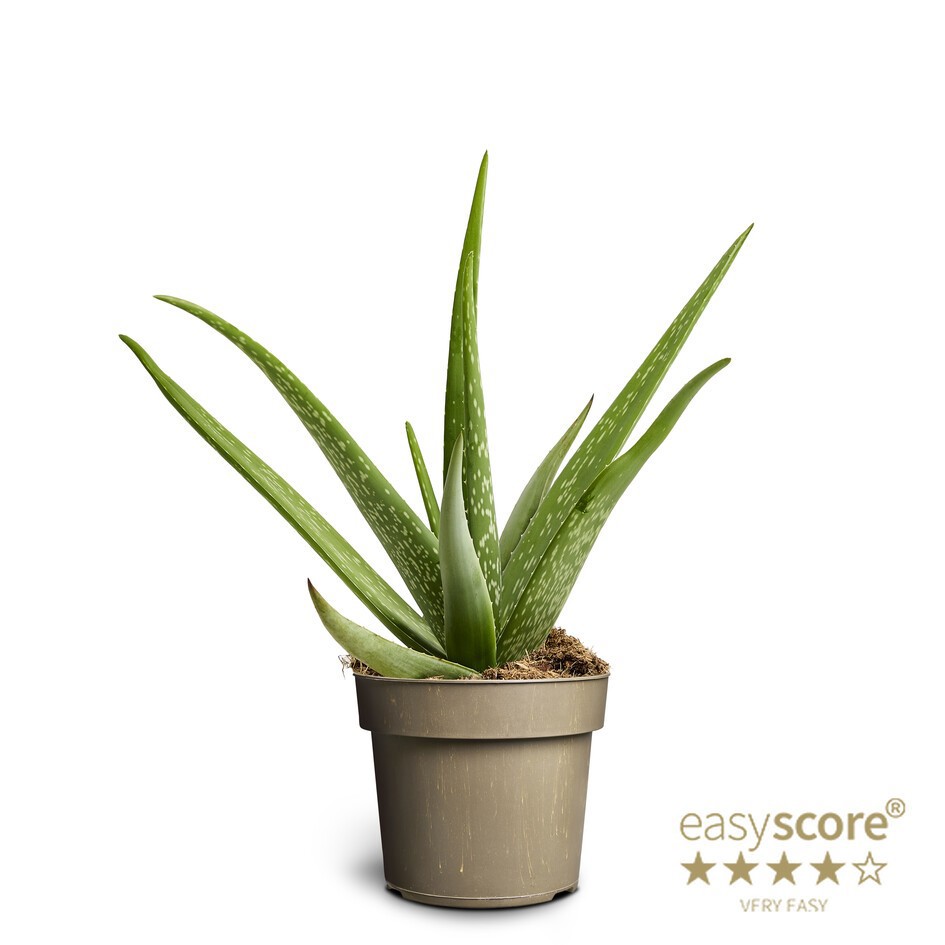 ALOE VERA, D 17