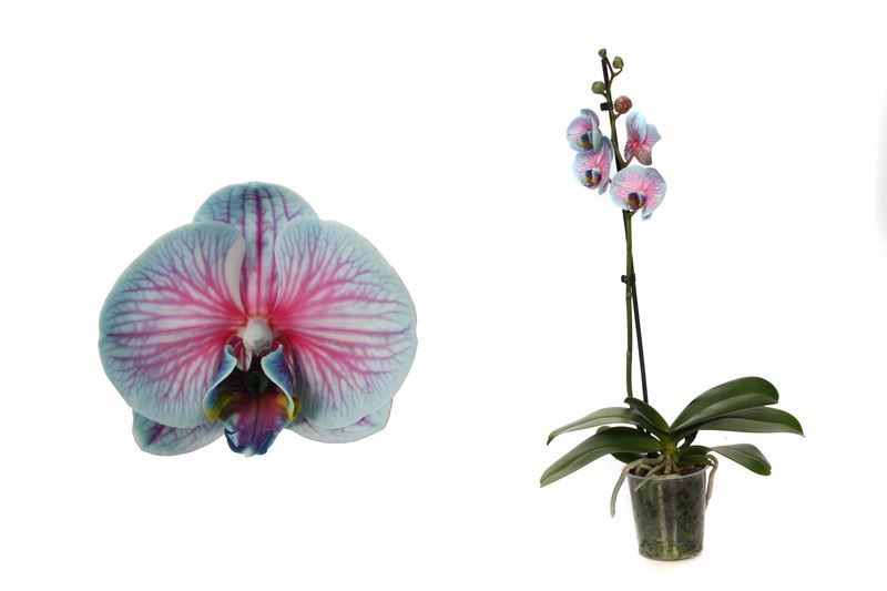 Phal I am Bubblegum 1T06+, D 12