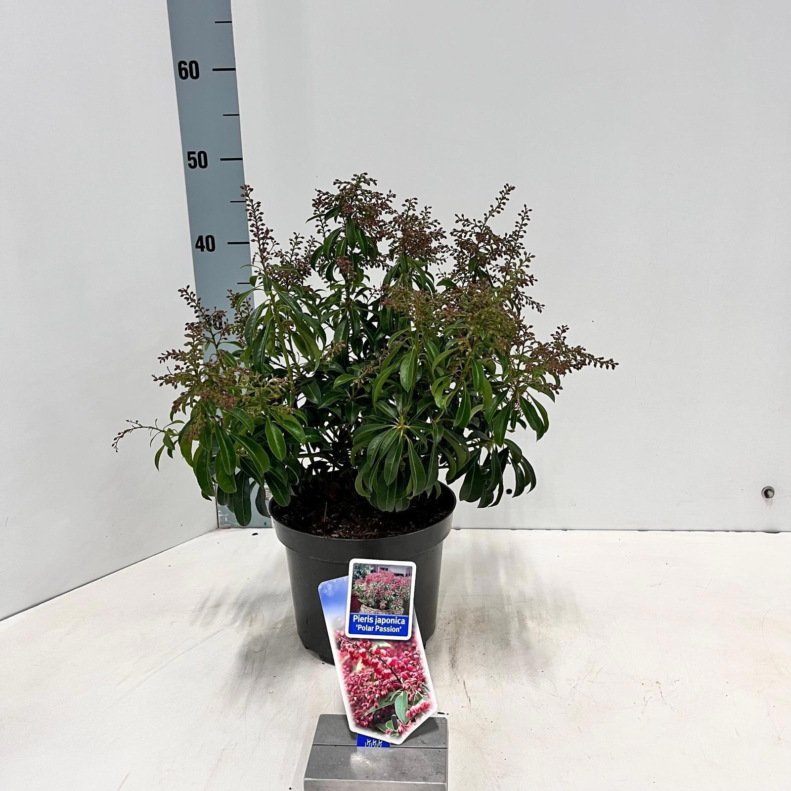 Pieris jap. Polar Passion ('PPOBAS'PBR), D 19